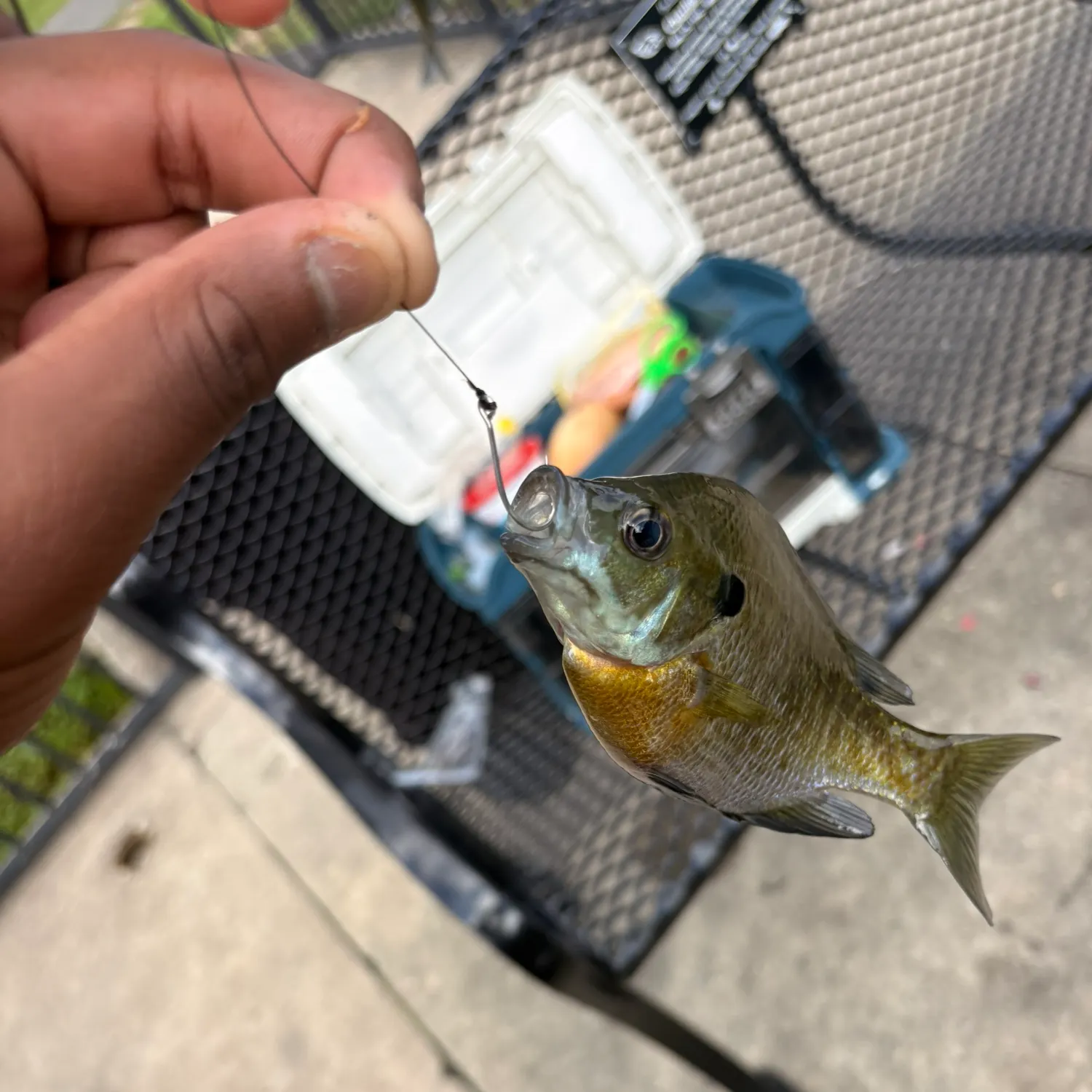 Bluegill caught on Fishbrain