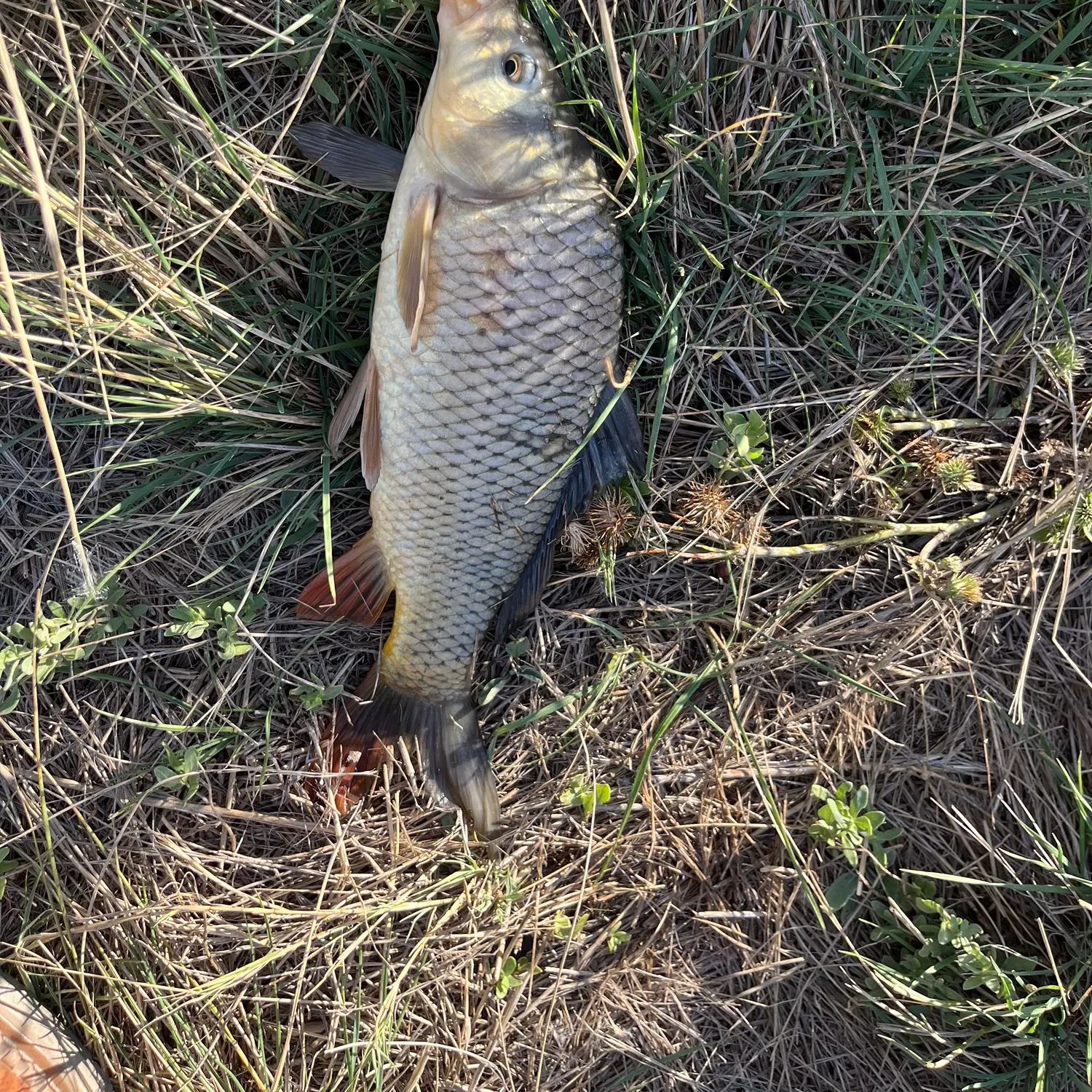 Common carp caught on Fishbrain