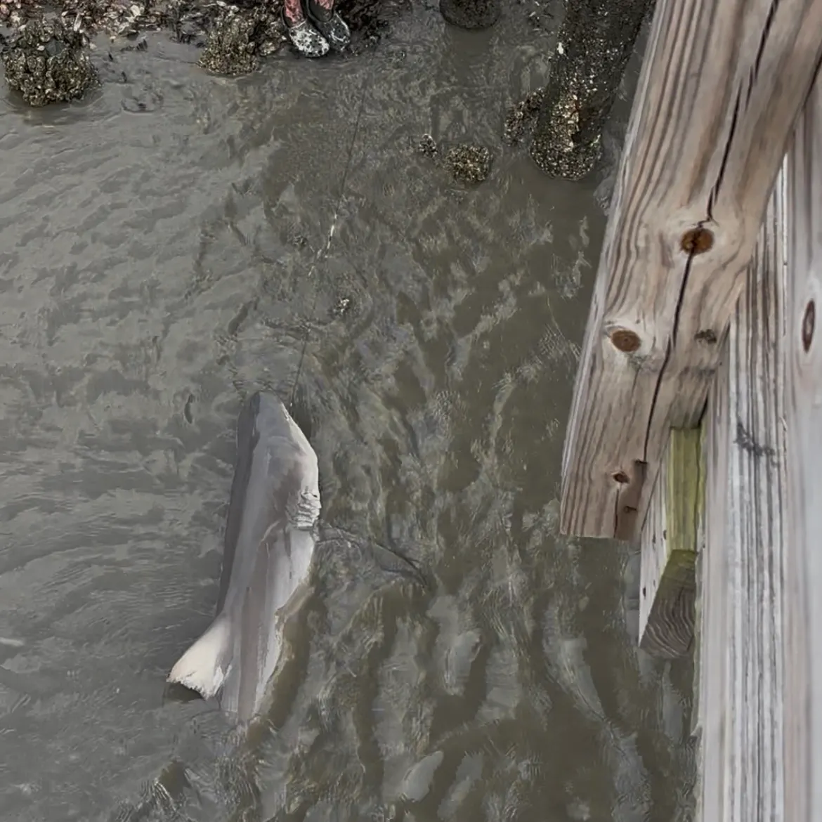 The most recent Lemon shark catches on Fishbrain