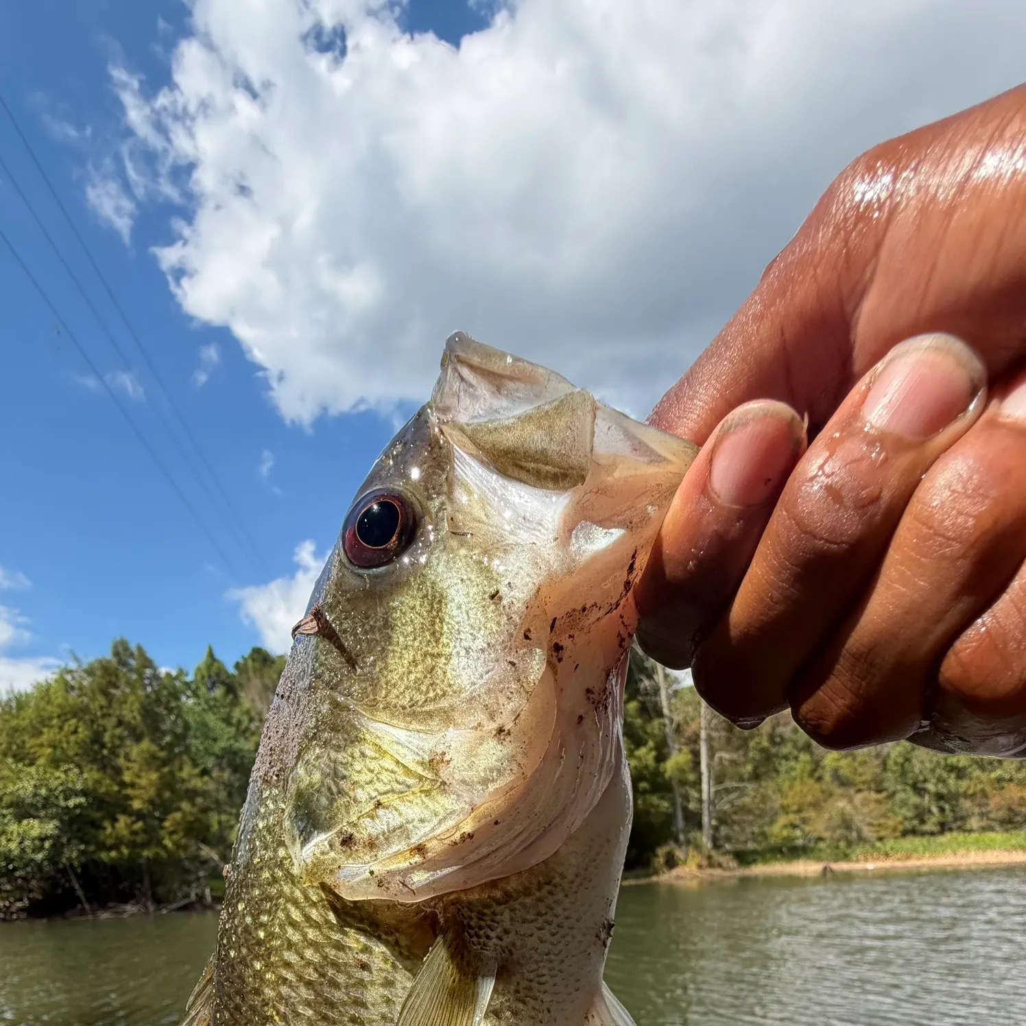 Spotted bass caught on Fishbrain
