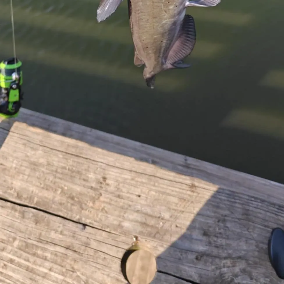 angler catch