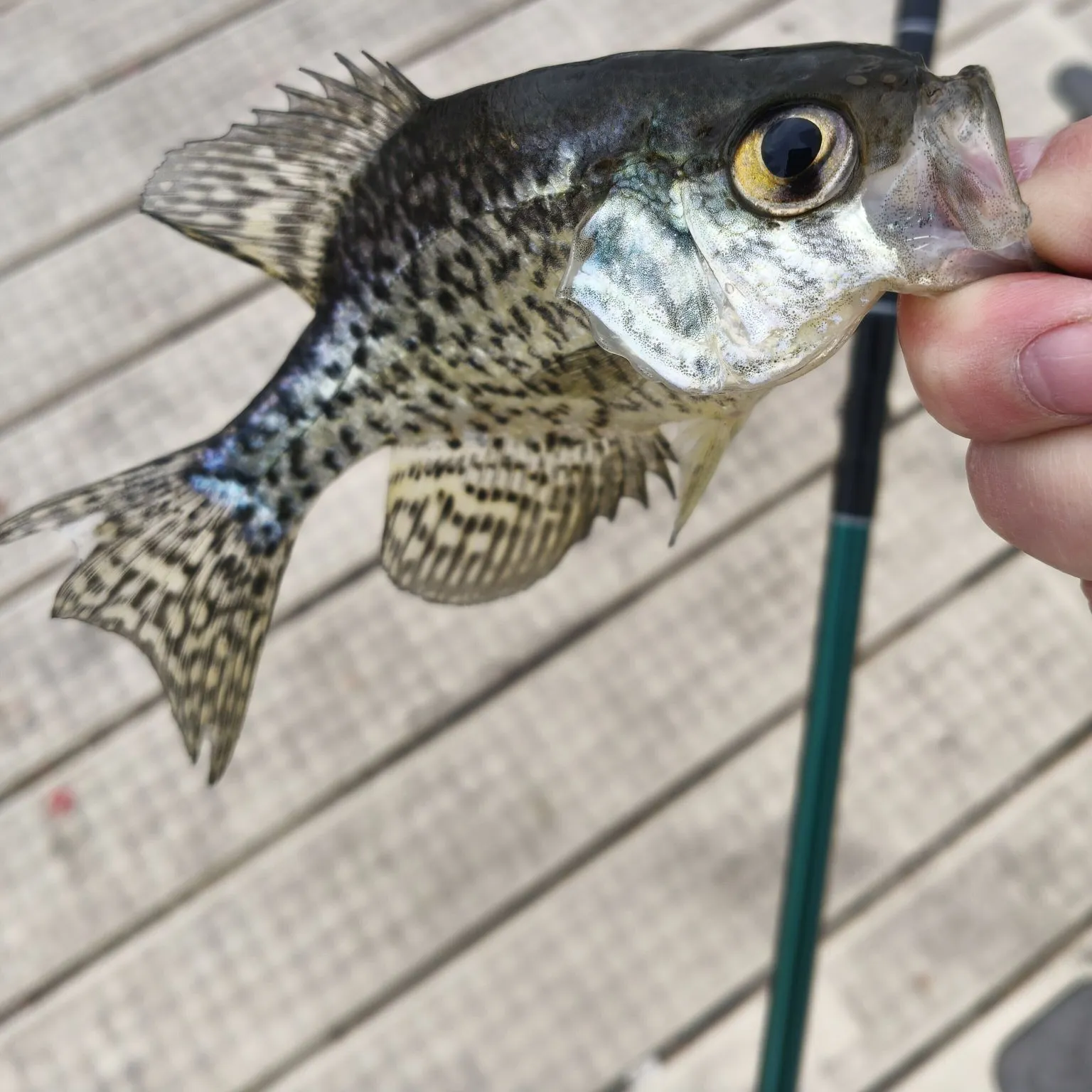 Black crappie caught on Fishbrain