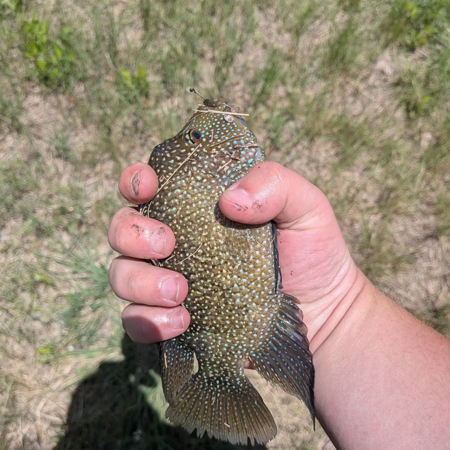 The most recent Rio Grande cichlid catches on Fishbrain