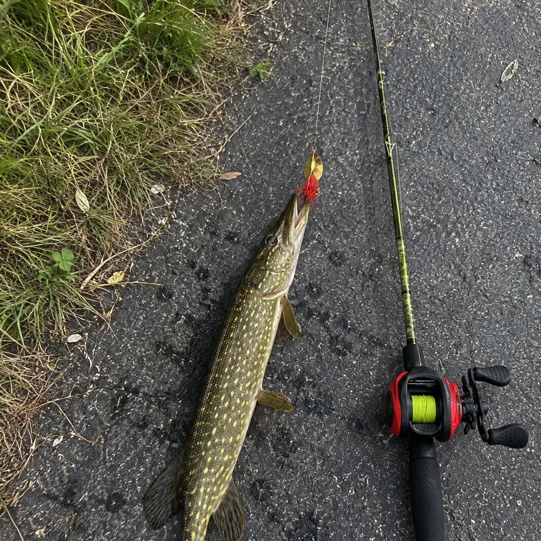 Northern pike caught on Fishbrain