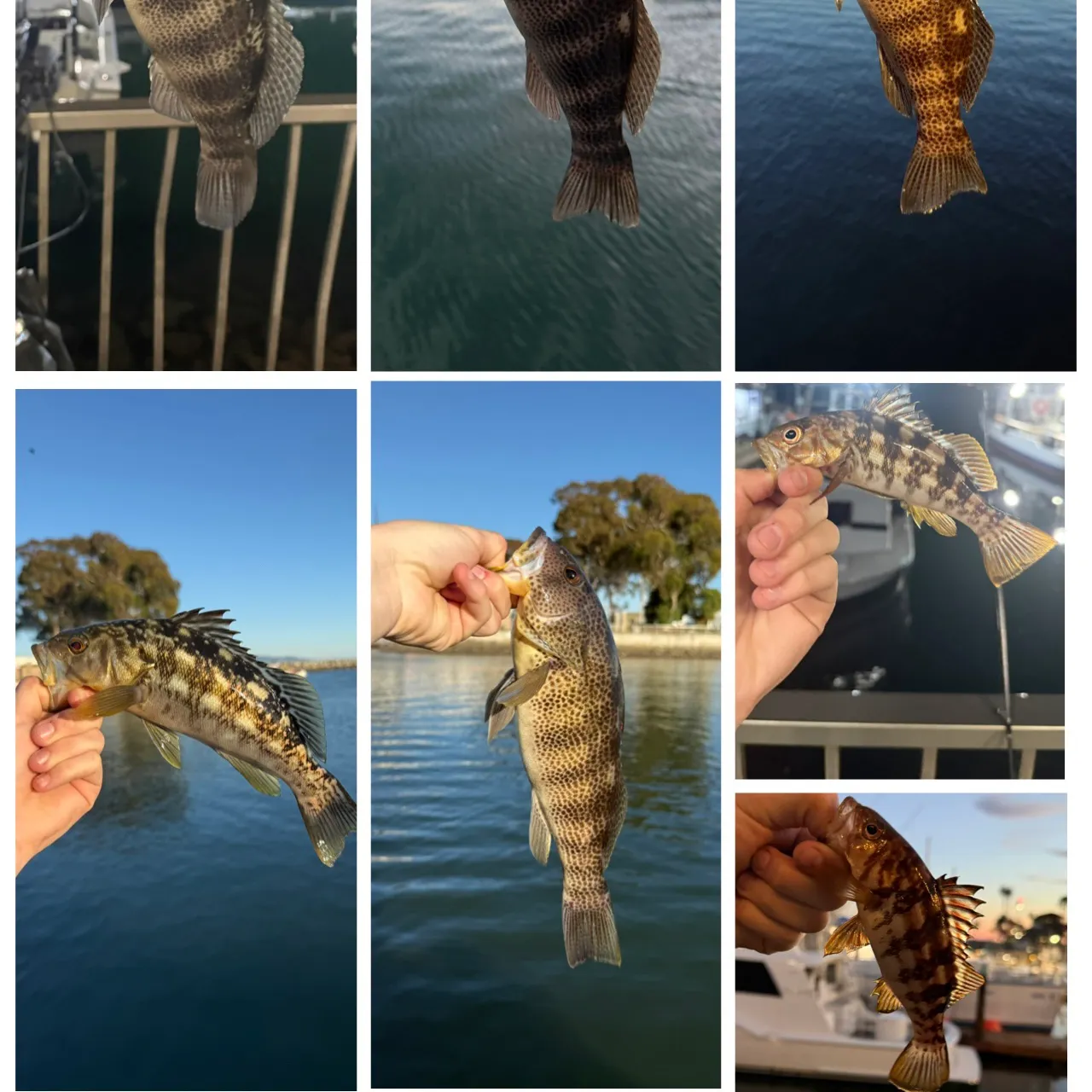 recently logged catches