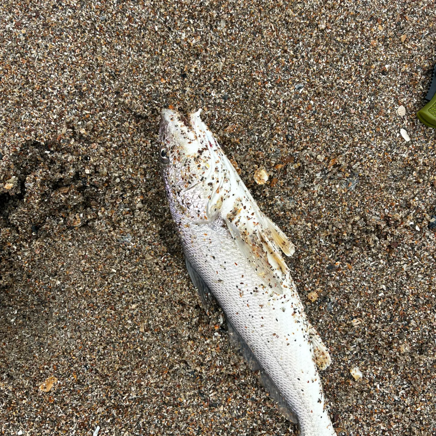 Fish caught on Fishbrain