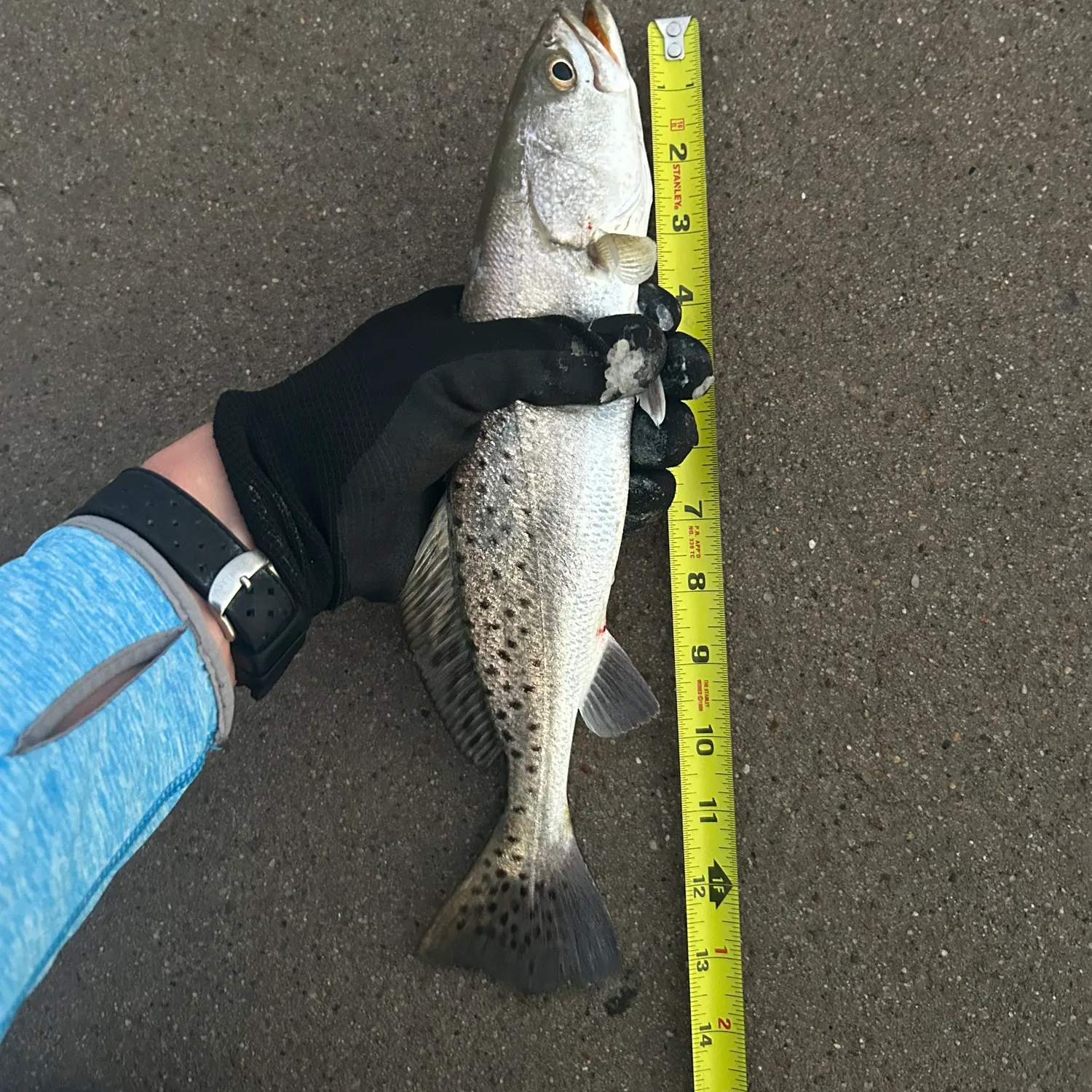 Spotted seatrout caught on Fishbrain
