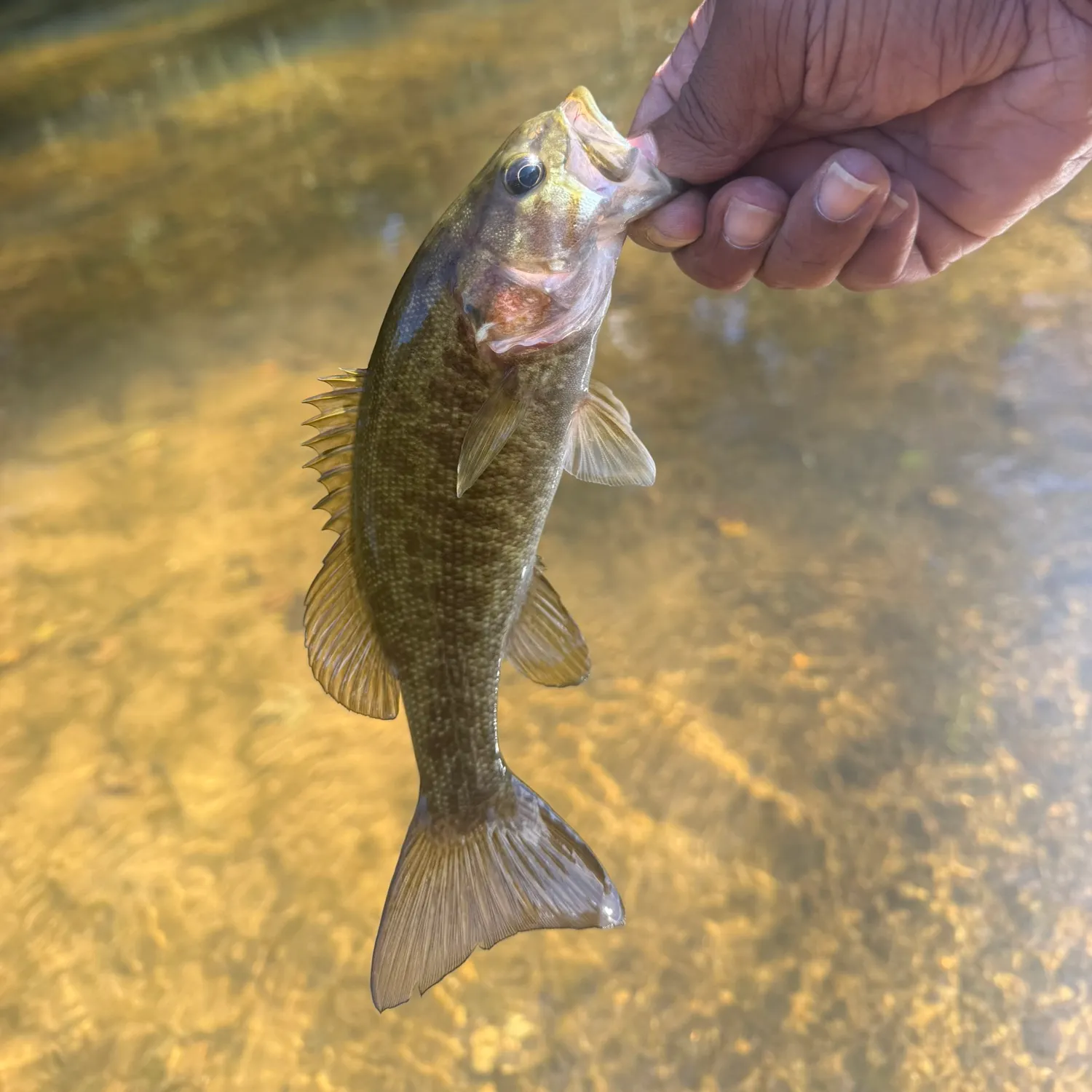 Smallmouth bass caught on Fishbrain