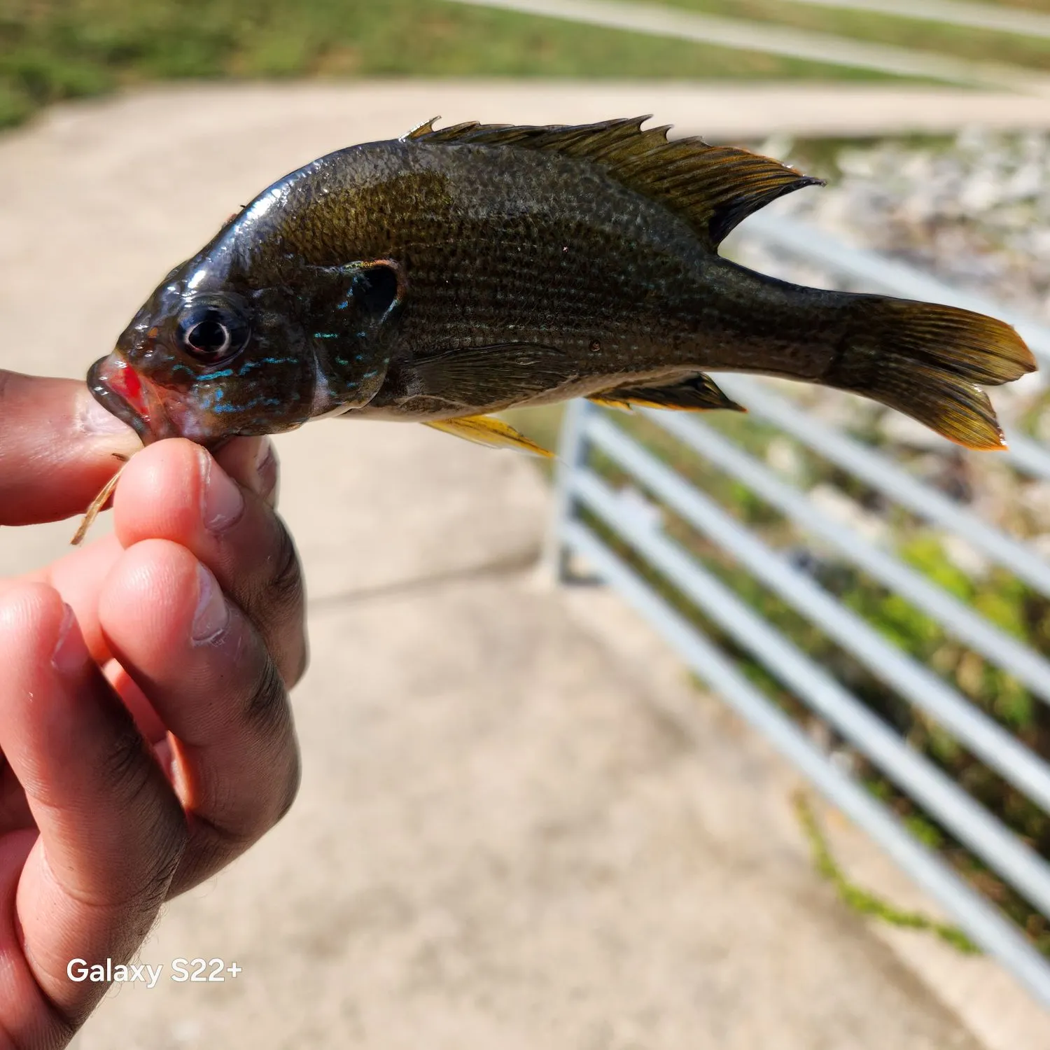 Green sunfish caught on Fishbrain
