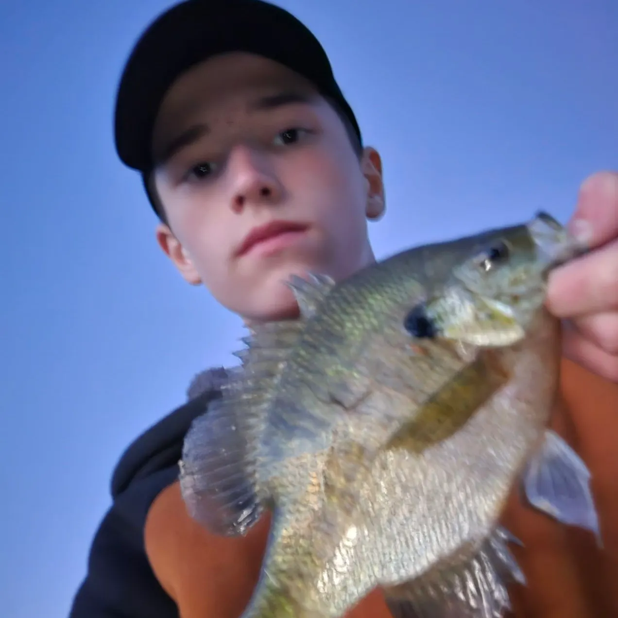 Bluegill caught on Fishbrain