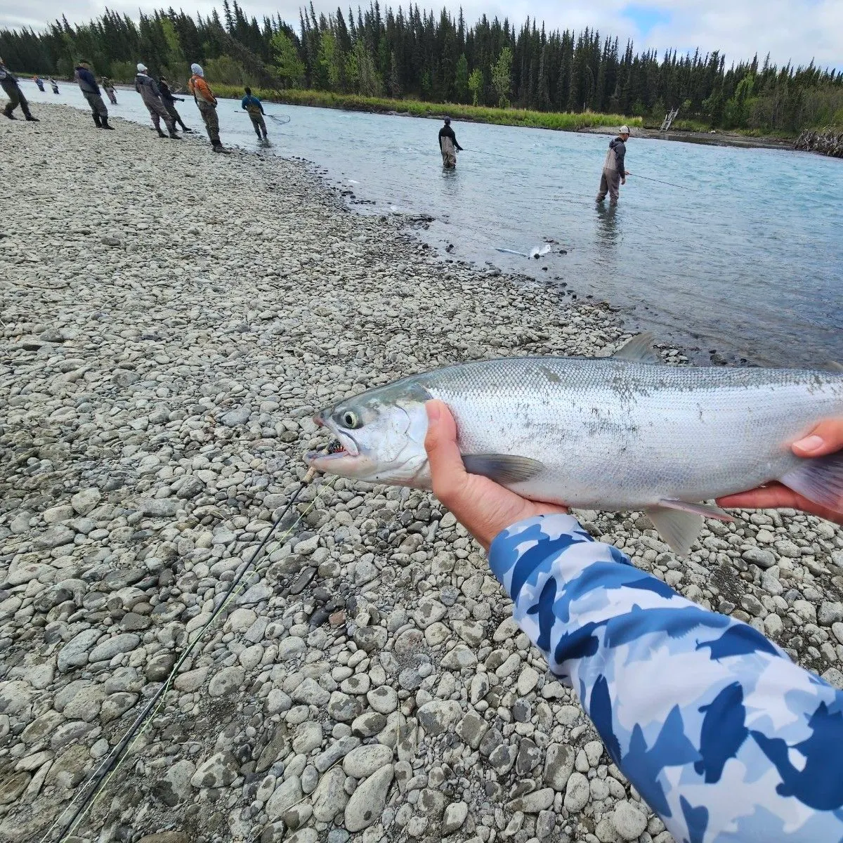 The most recent Sockeye salmon catches on Fishbrain