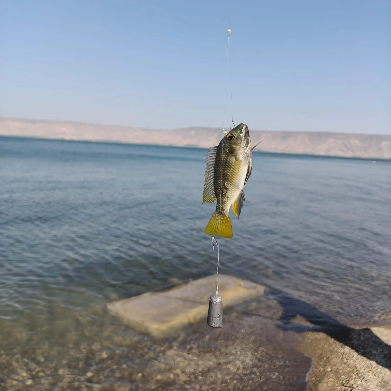 The most recent Redbreast tilapia catches on Fishbrain