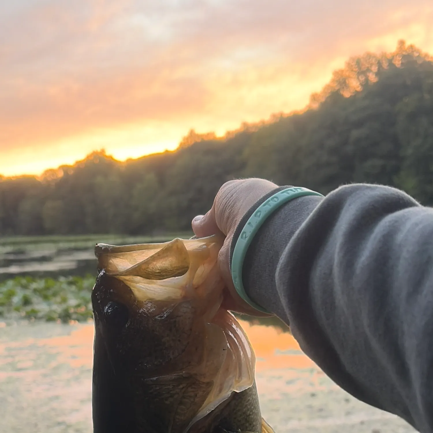 Largemouth bass caught on Fishbrain