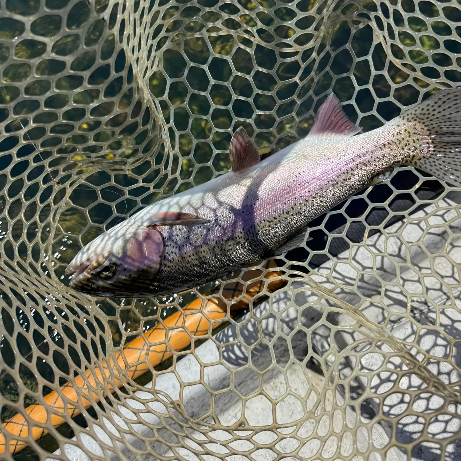 Rainbow trout caught on Fishbrain