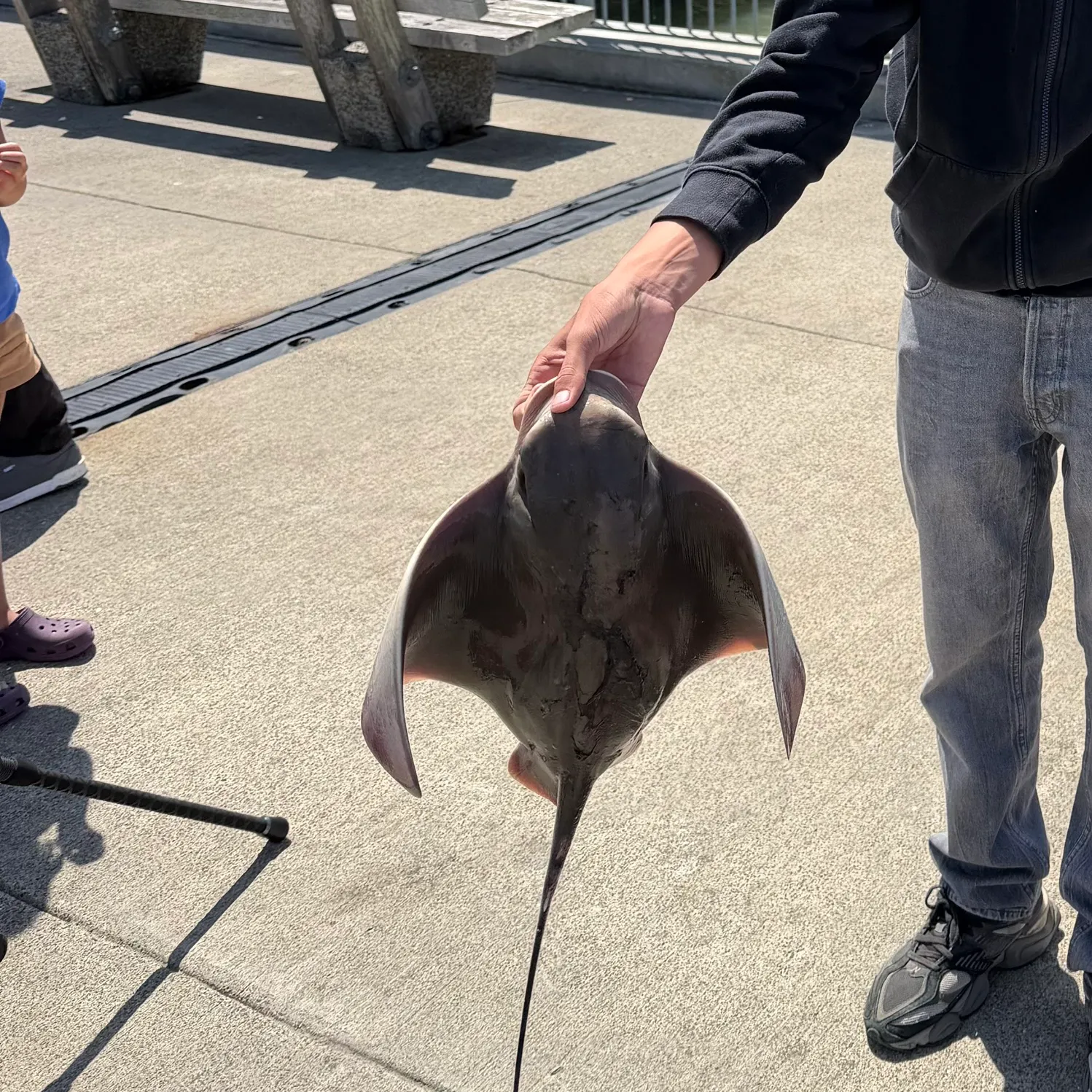 The most recent Whale shark catches on Fishbrain