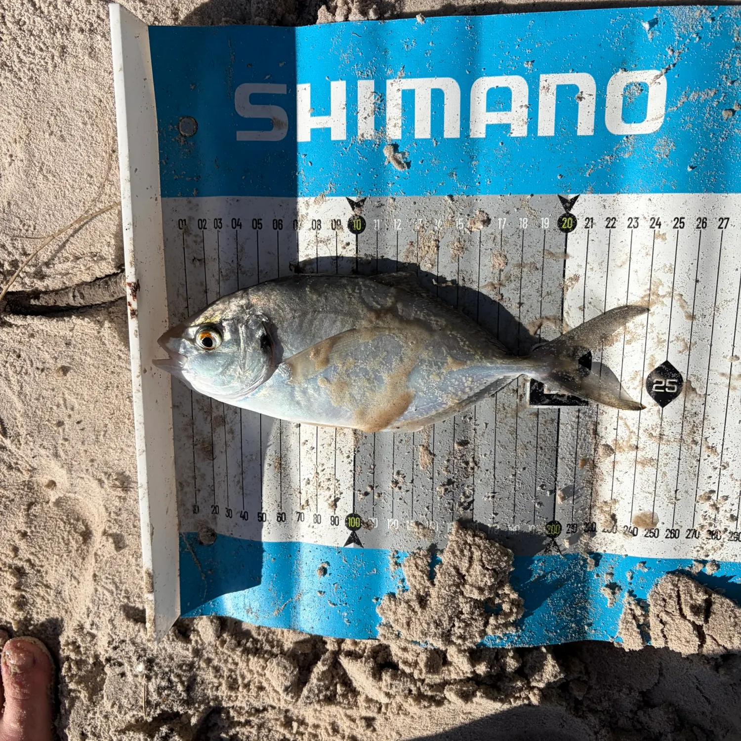 The most recent Silver trevally catches on Fishbrain