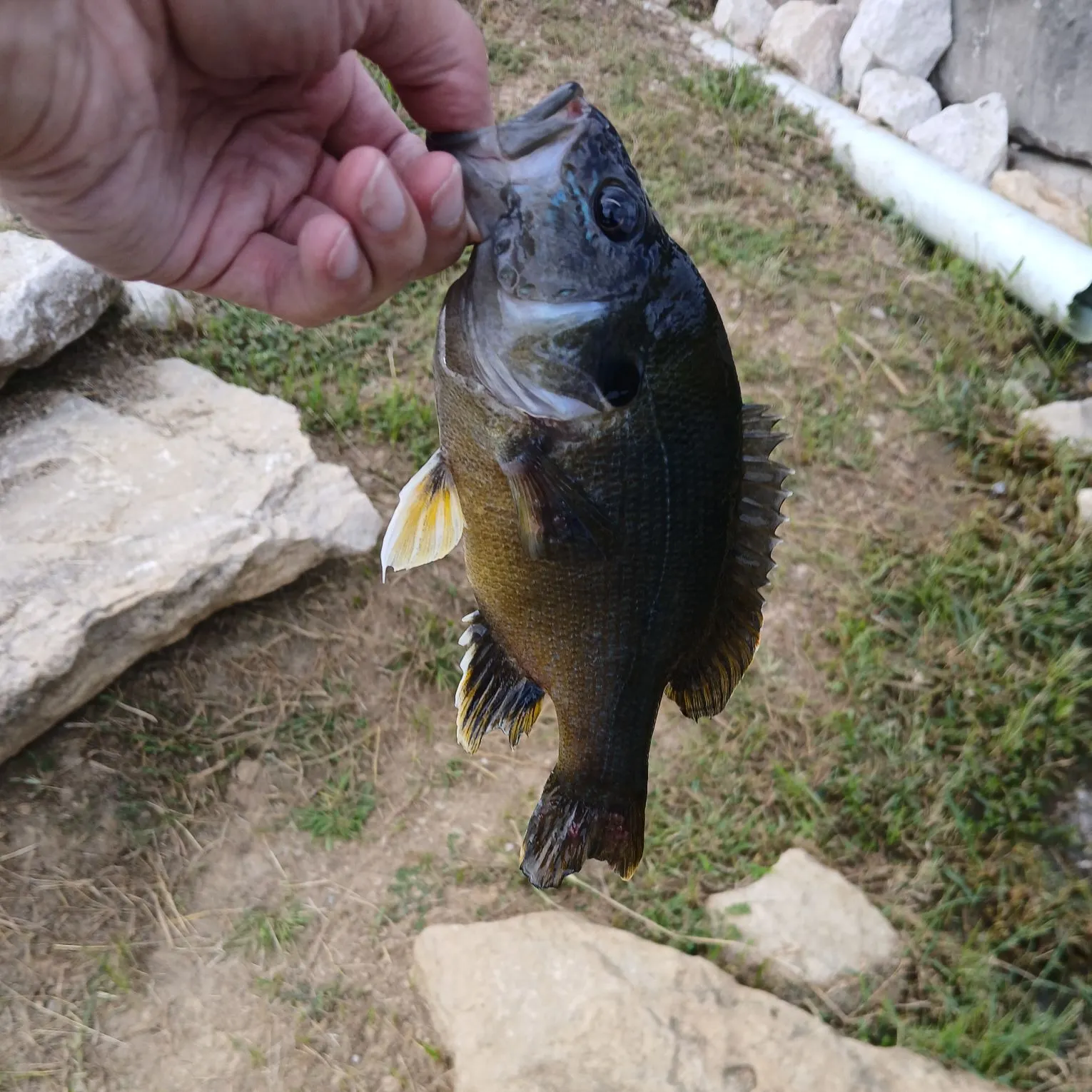 Green sunfish caught on Fishbrain