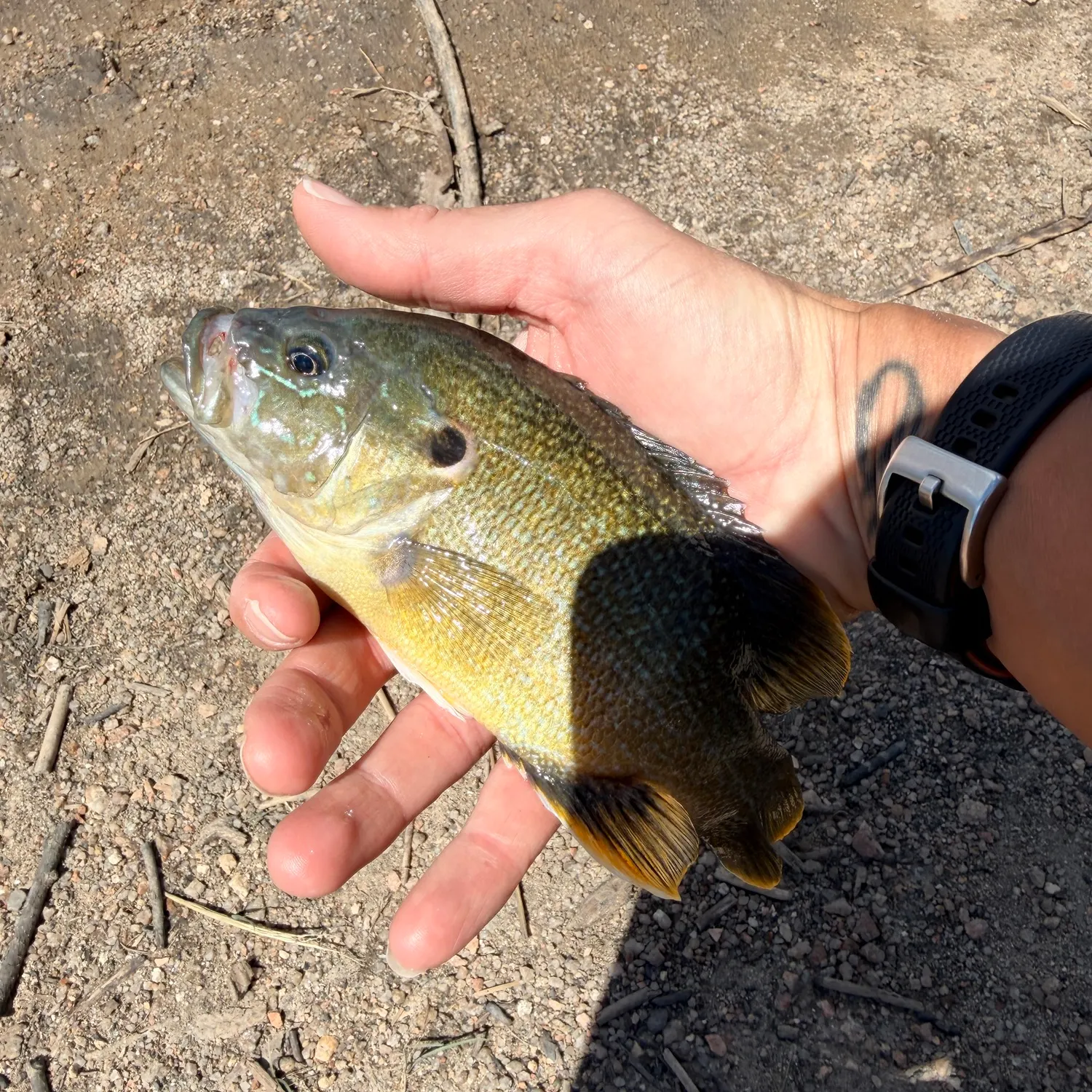 Green sunfish caught on Fishbrain