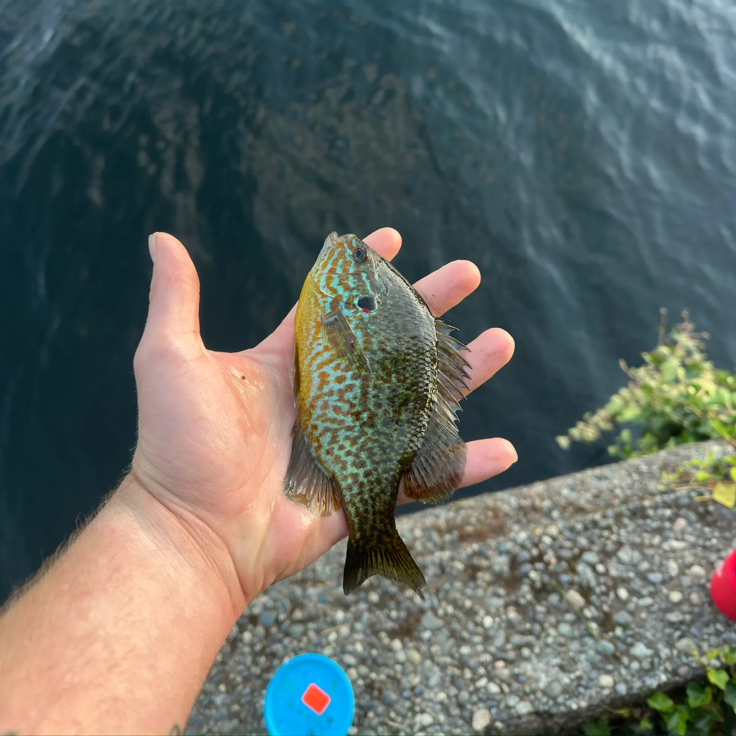 Pumpkinseed caught on Fishbrain