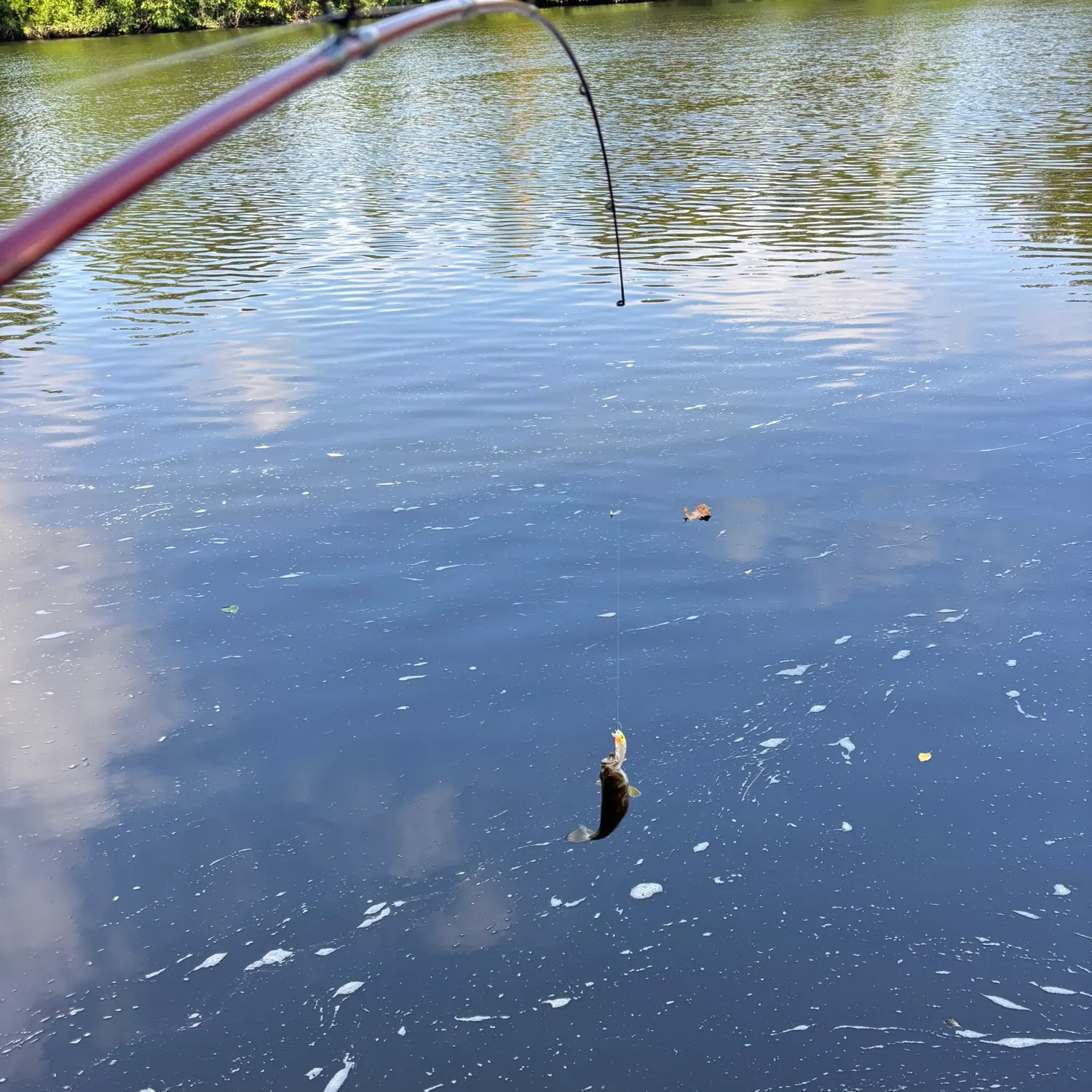 The most recent Smallmouth bass catches on Fishbrain