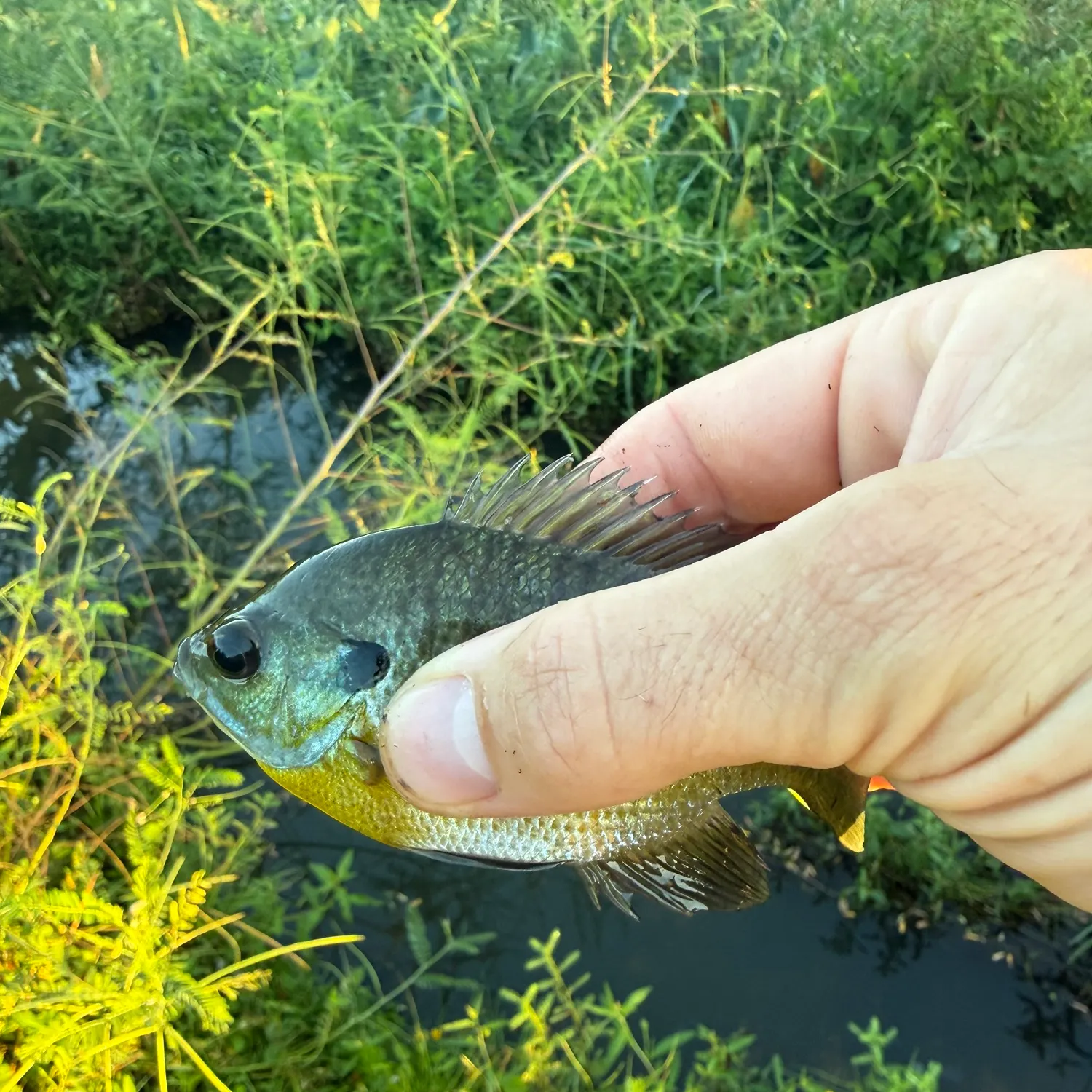Bluegill caught on Fishbrain