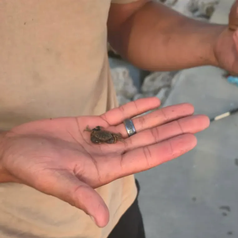 Asian shore crab caught on Fishbrain