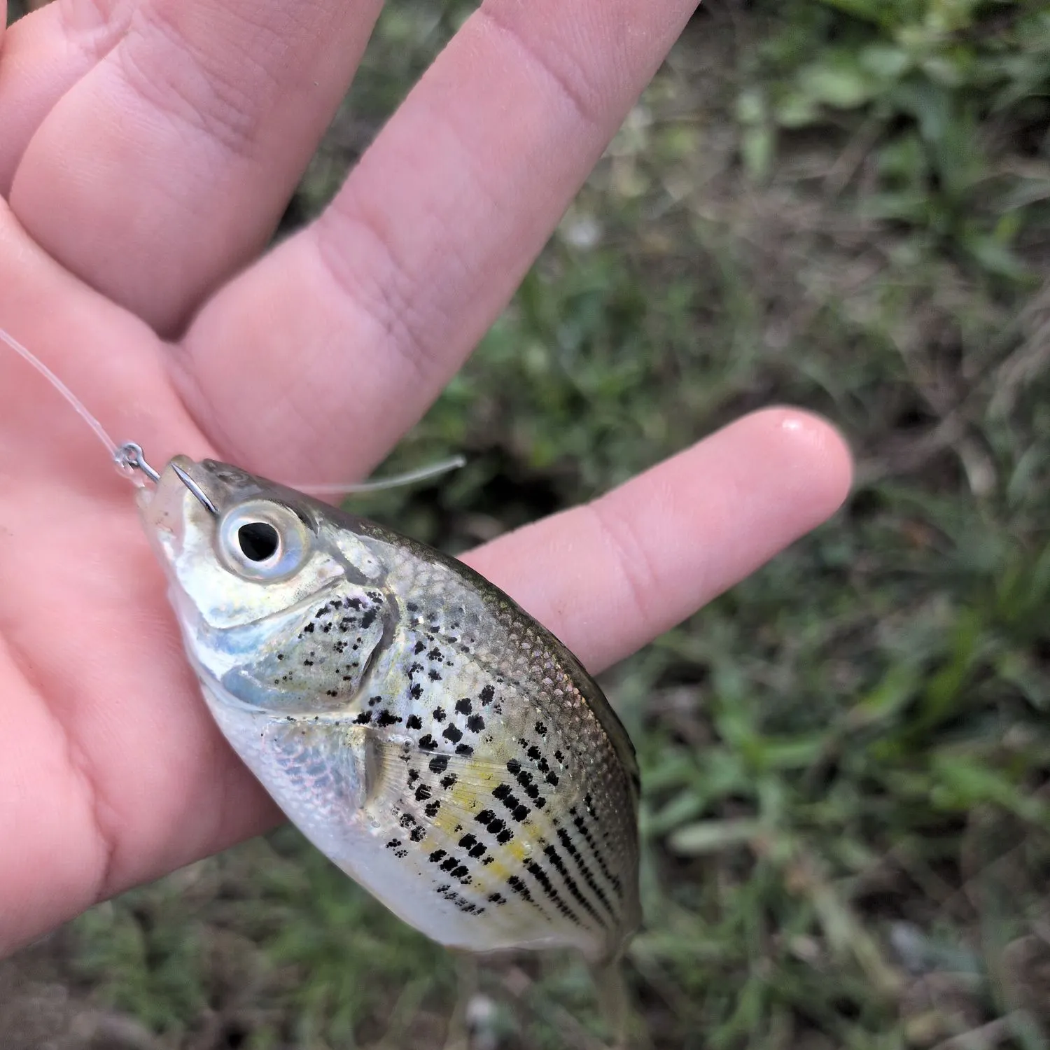Shiner perch caught on Fishbrain