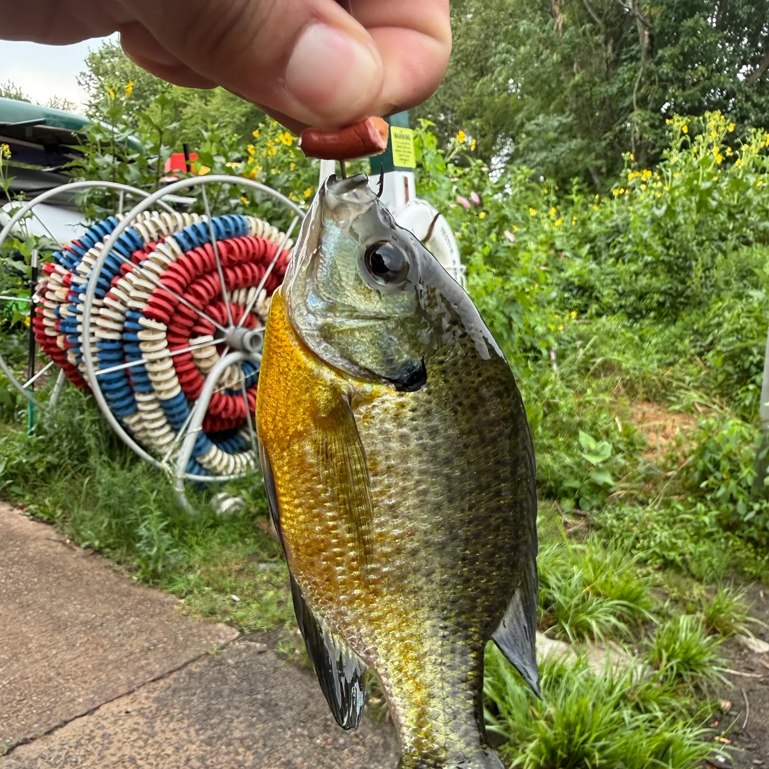 recently logged catches