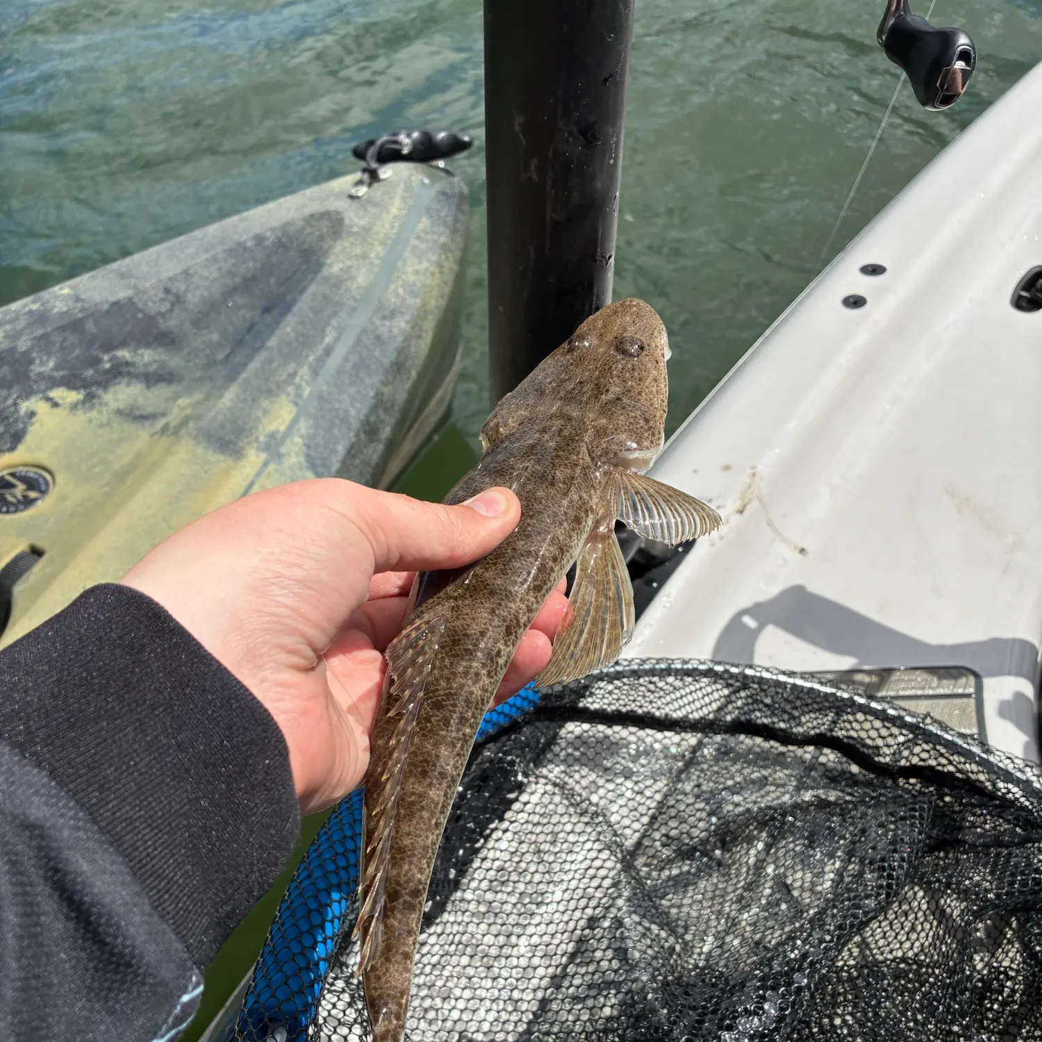Dusky flathead caught on Fishbrain