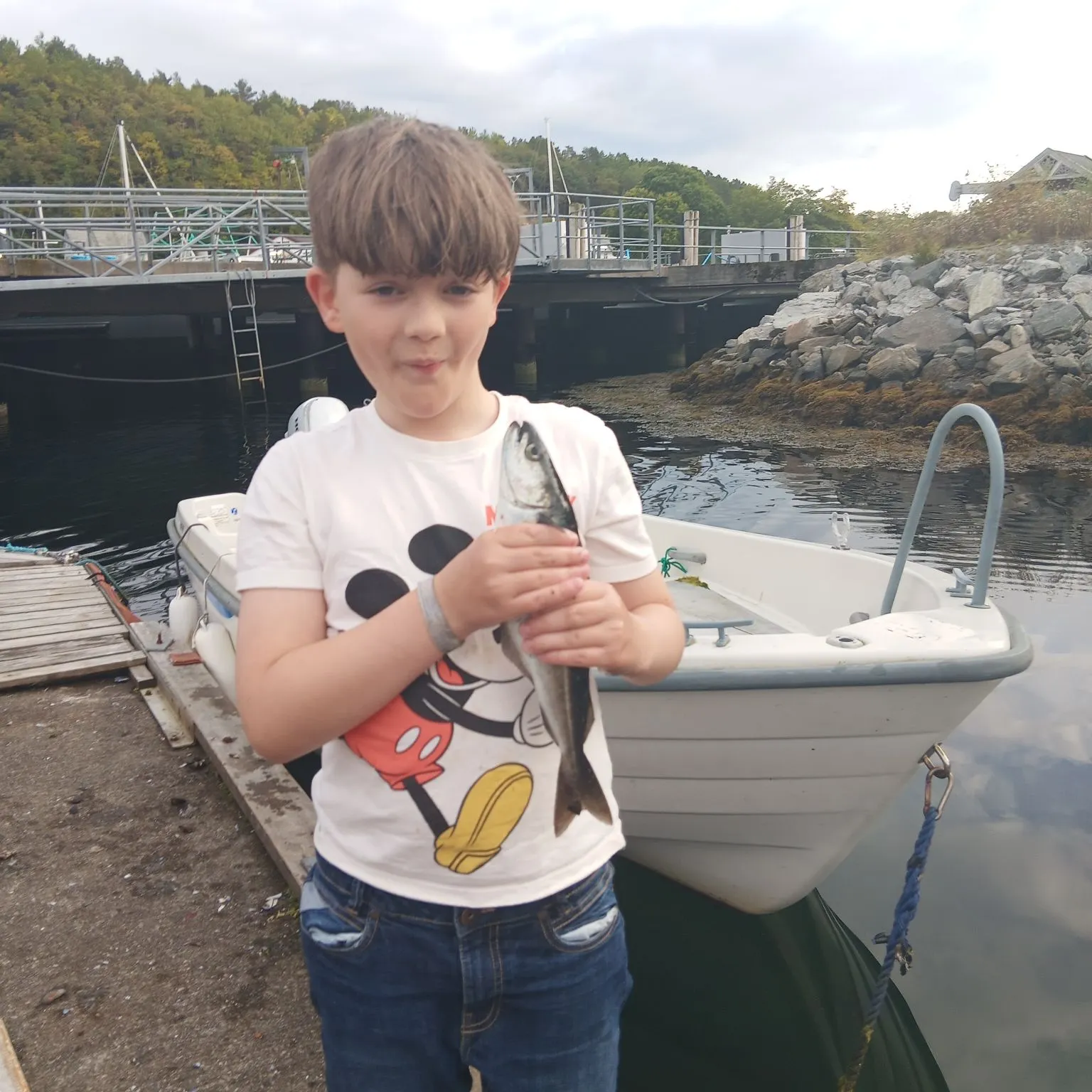 Atlantic pollock caught on Fishbrain