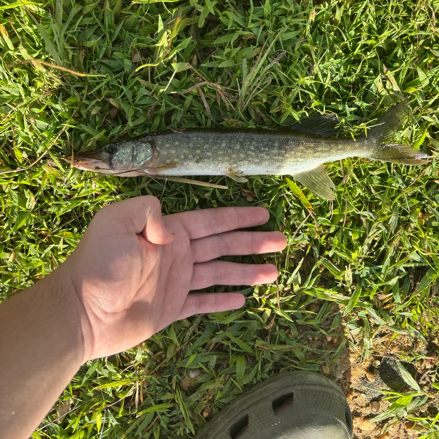 Chain pickerel caught on Fishbrain
