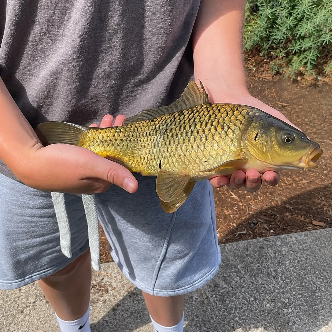 Common carp caught on Fishbrain
