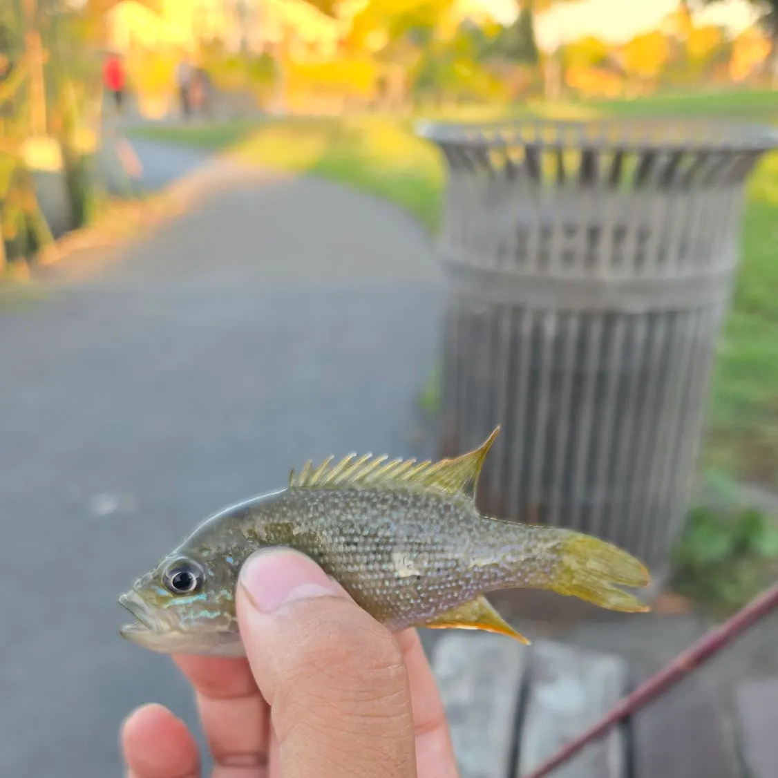 Green sunfish caught on Fishbrain