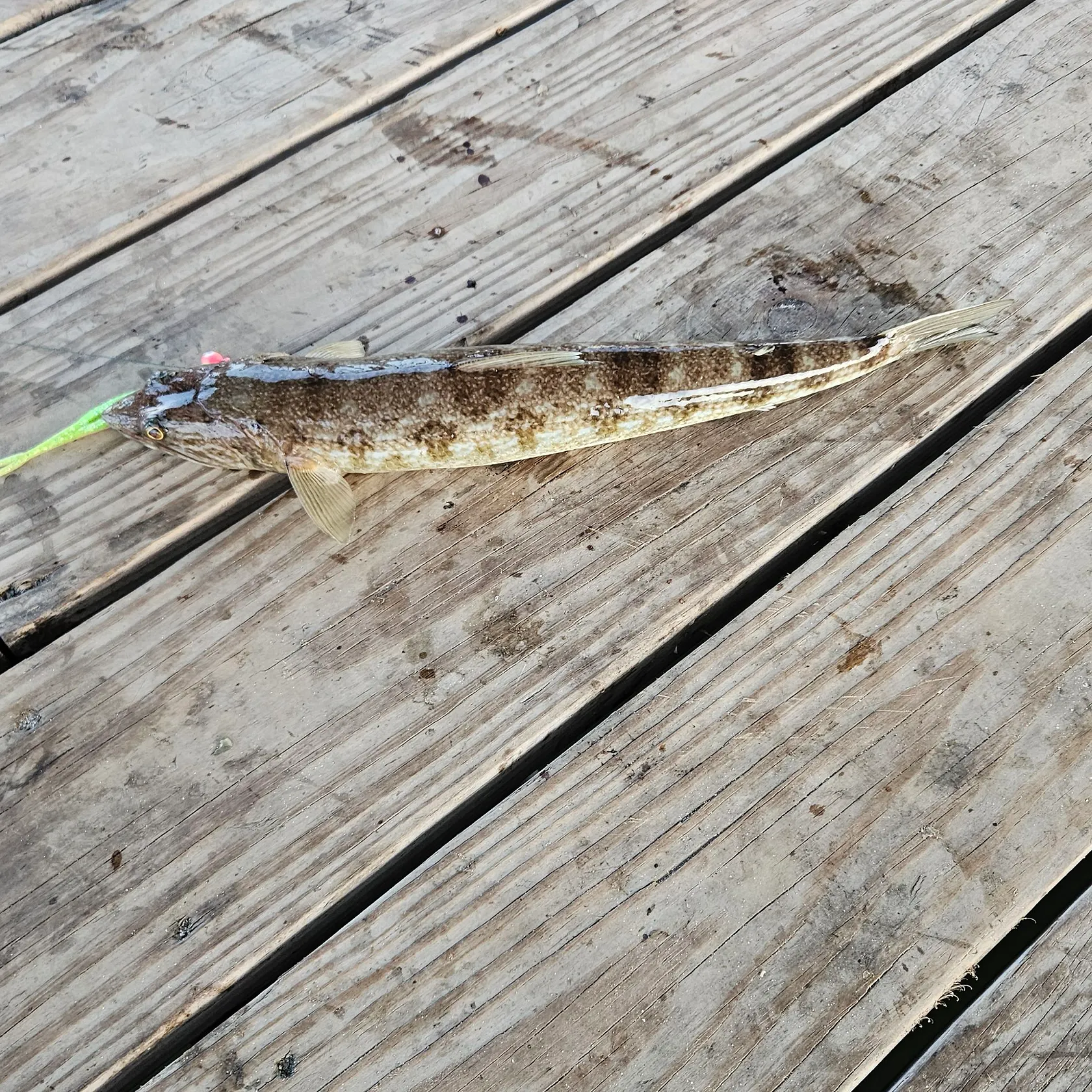 Inshore lizardfish caught on Fishbrain