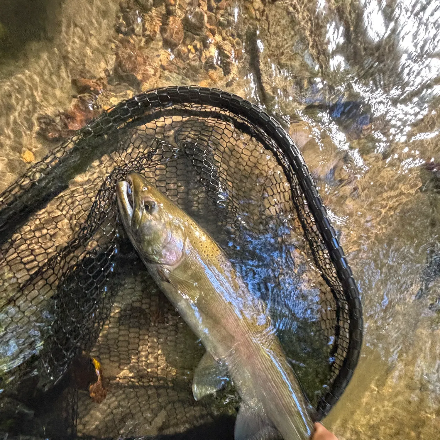 Coho salmon caught on Fishbrain