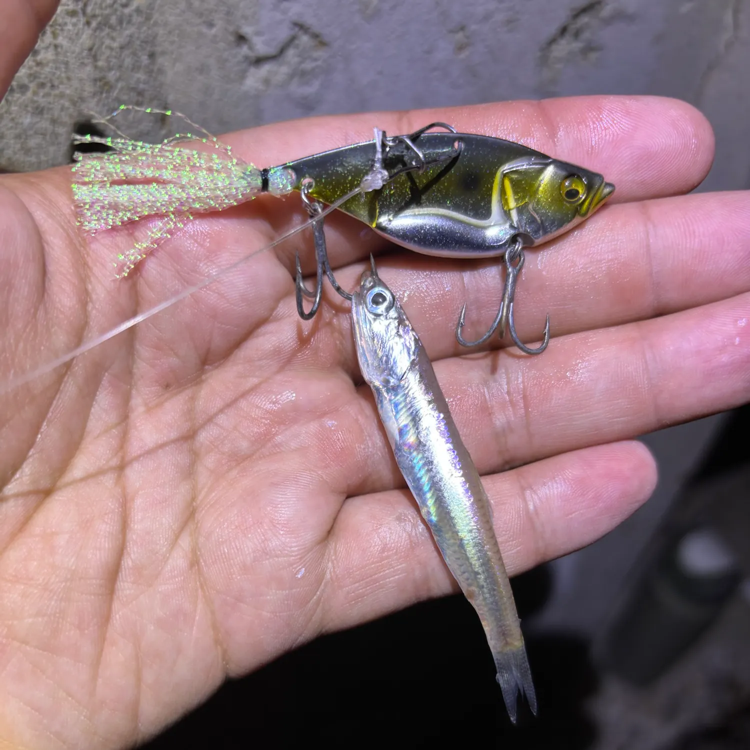 Northern anchovy caught on Fishbrain