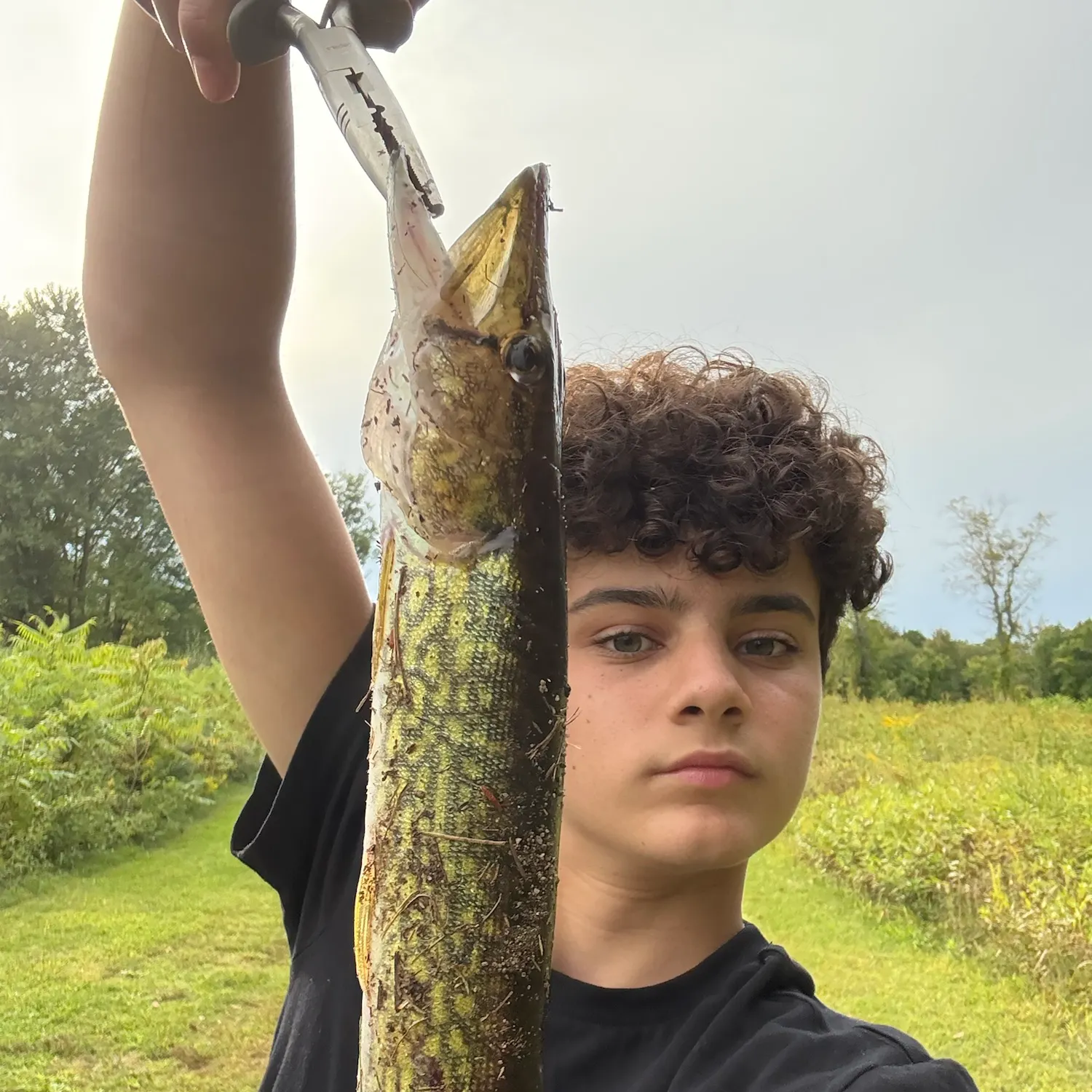 Chain pickerel caught on Fishbrain