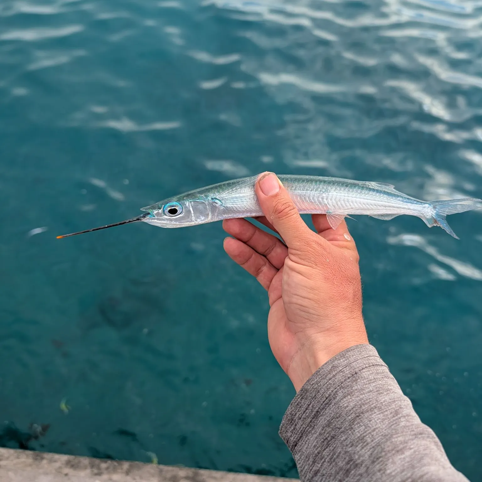 The most recent Tropical halfbeak catches on Fishbrain