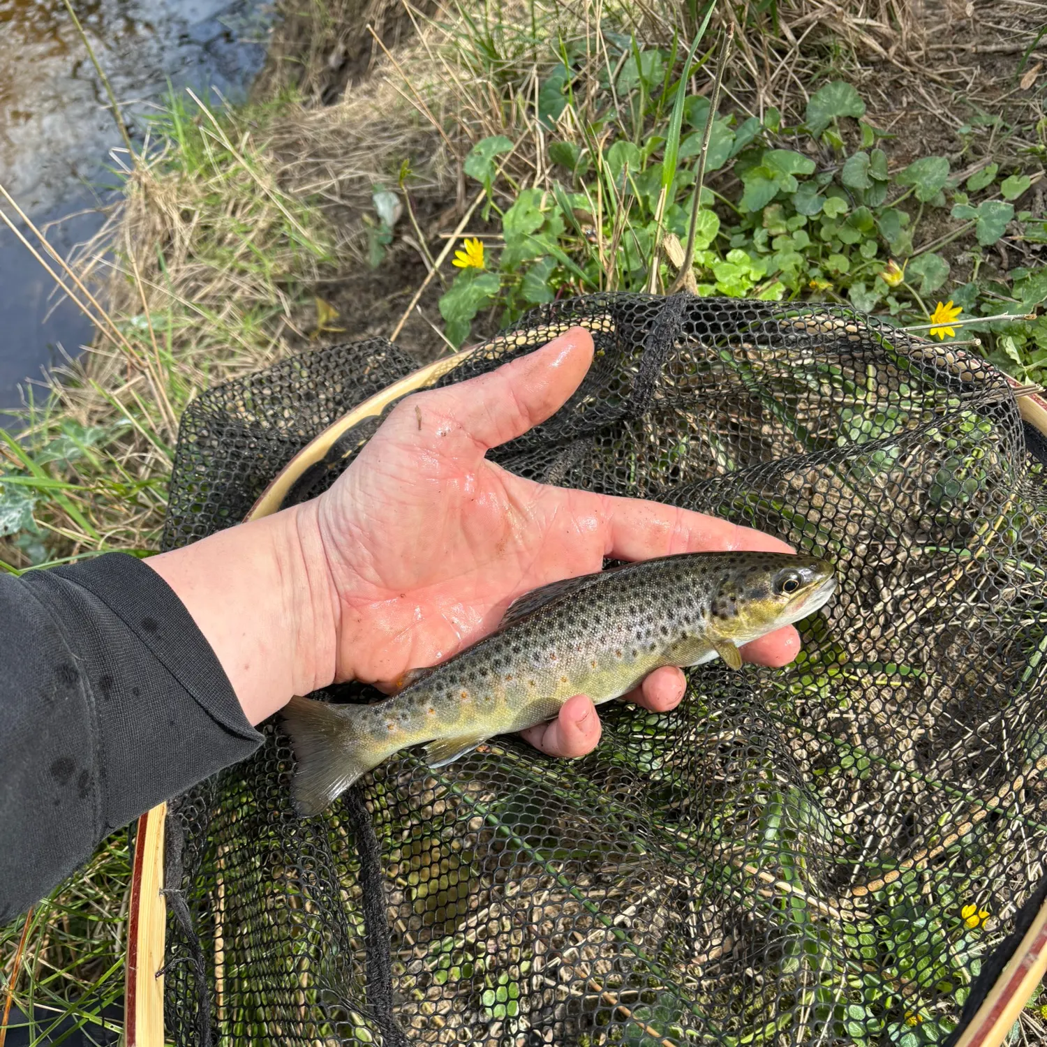 The most recent Lake trout catches on Fishbrain