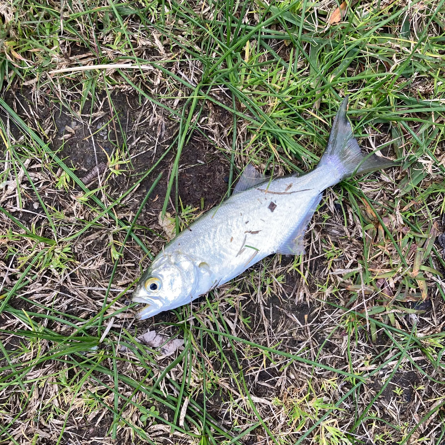 The most recent Bluefish catches on Fishbrain