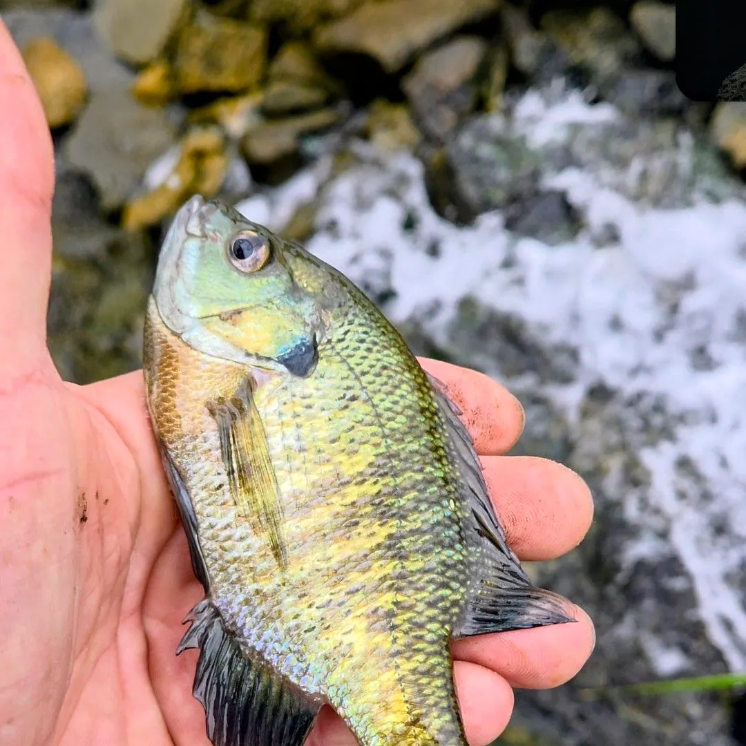 Bluegill caught on Fishbrain