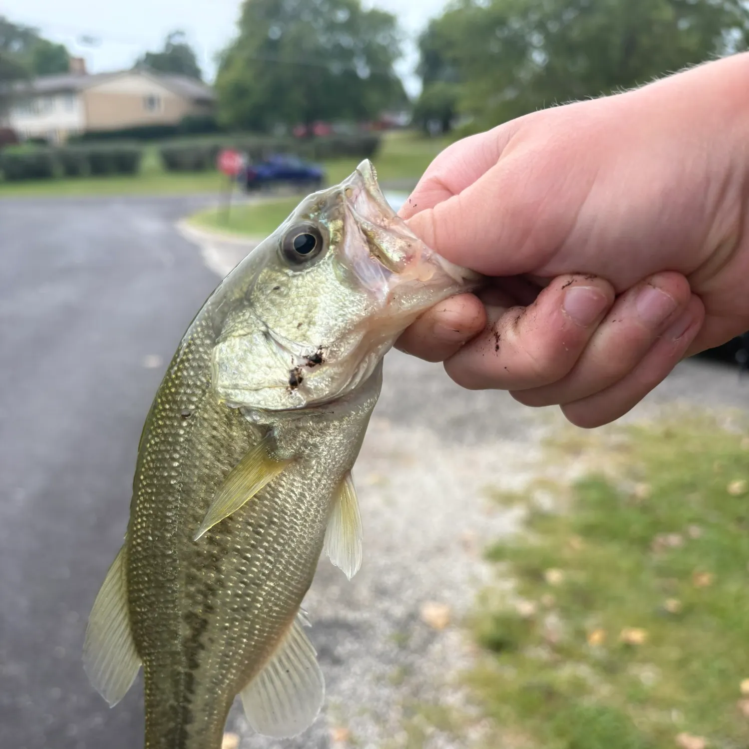 catch