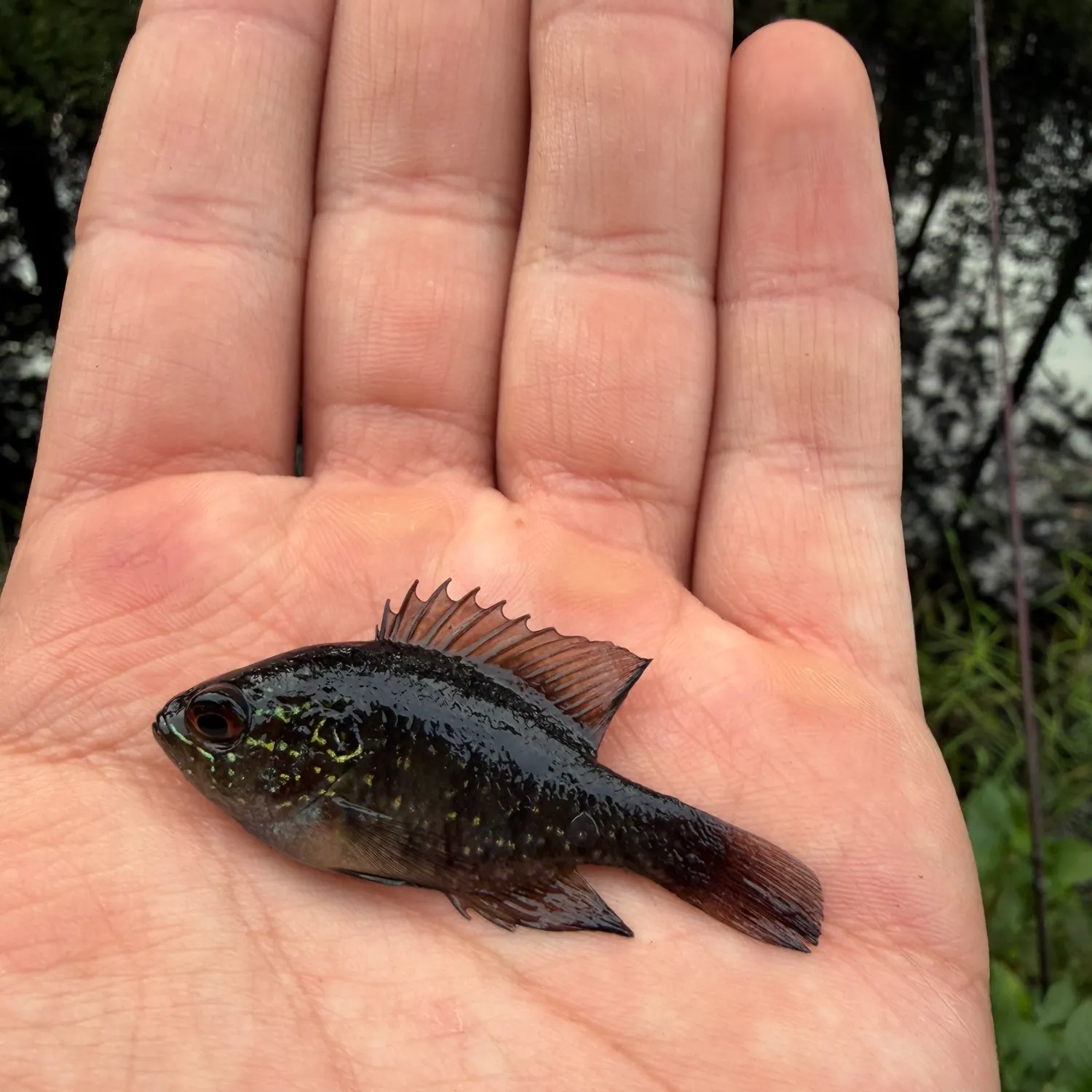The most recent Banded sunfish catches on Fishbrain
