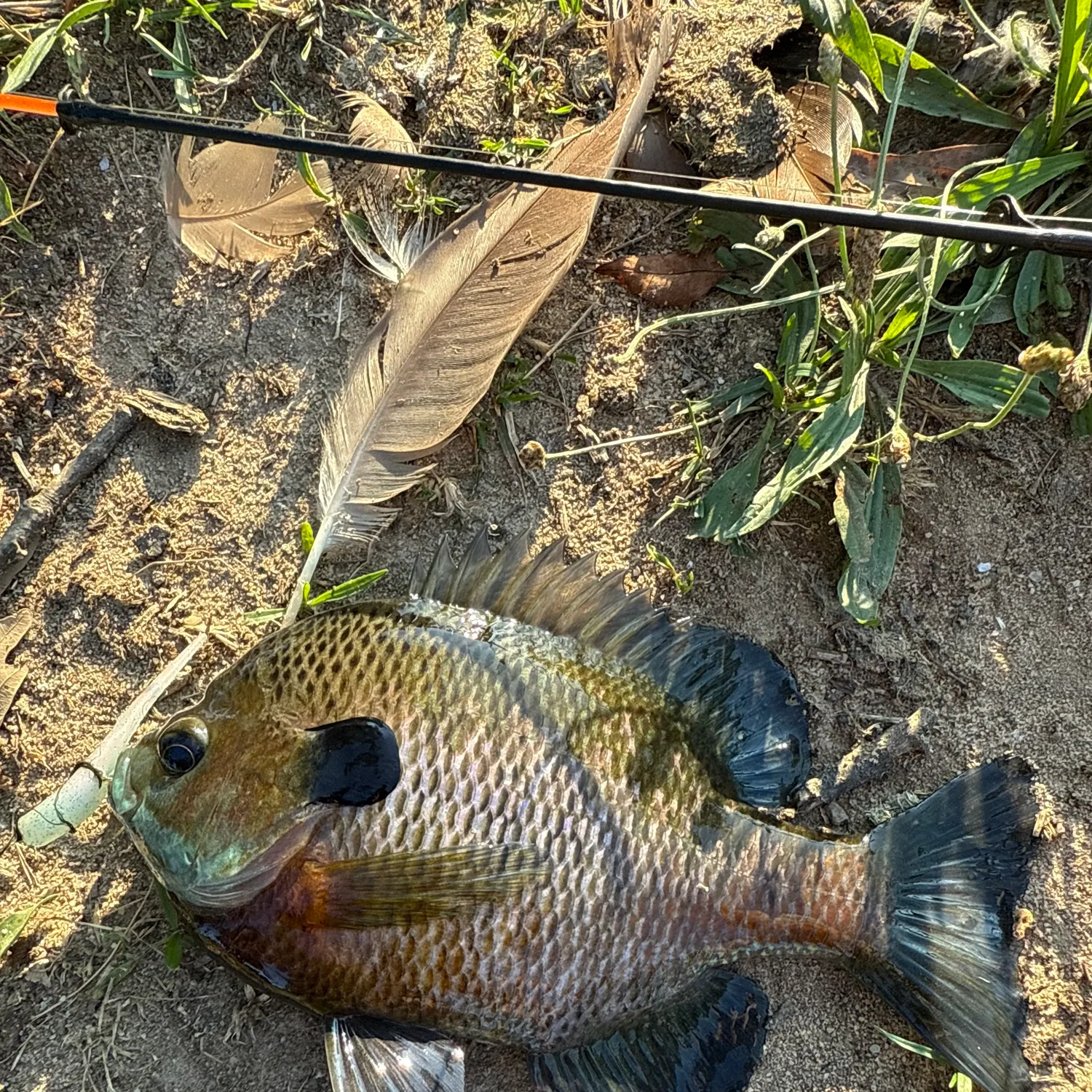 The most recent Redbreast sunfish catches on Fishbrain