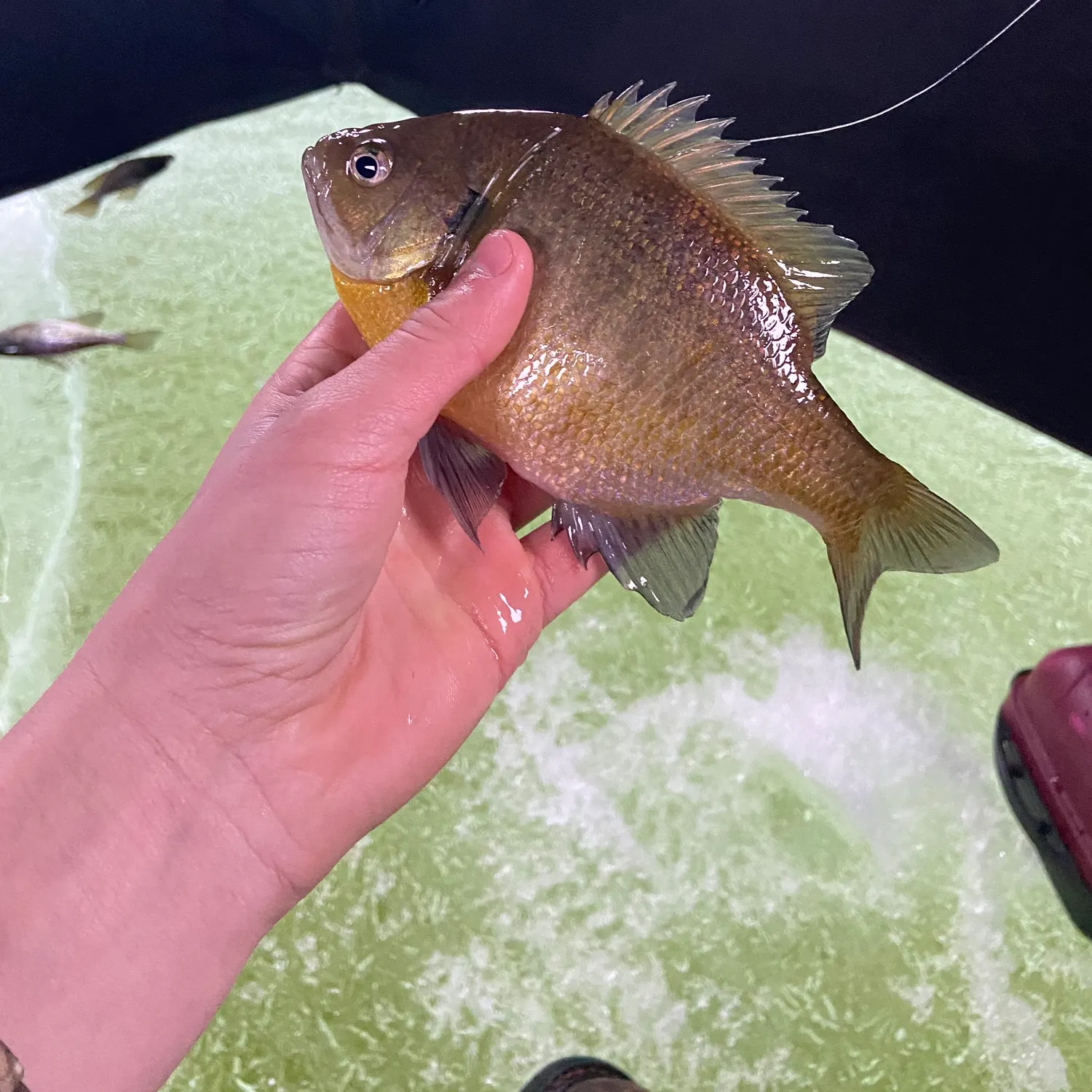 recently logged catches