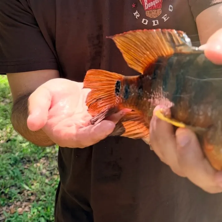 Mayan cichlid caught on Fishbrain