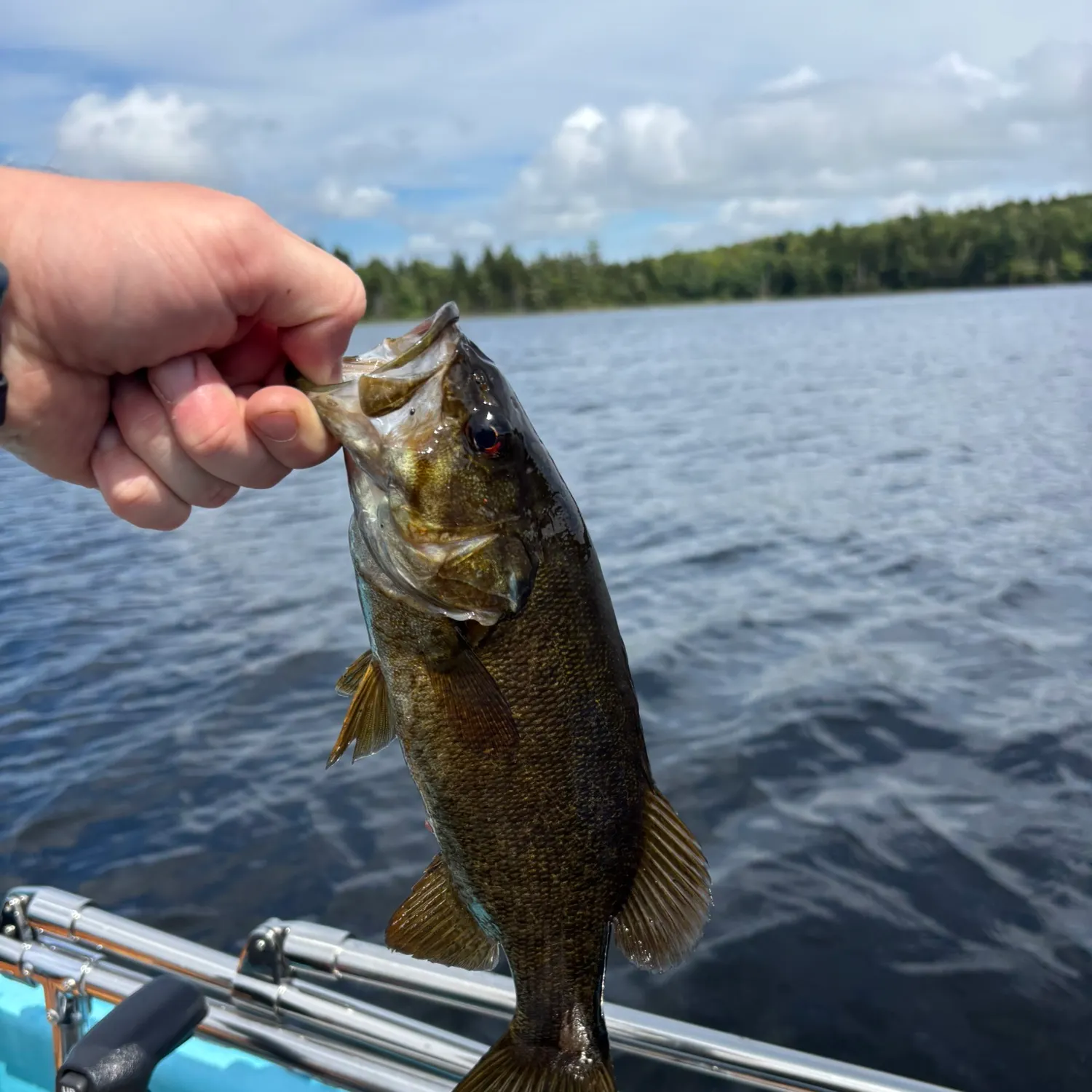 Smallmouth bass caught on Fishbrain