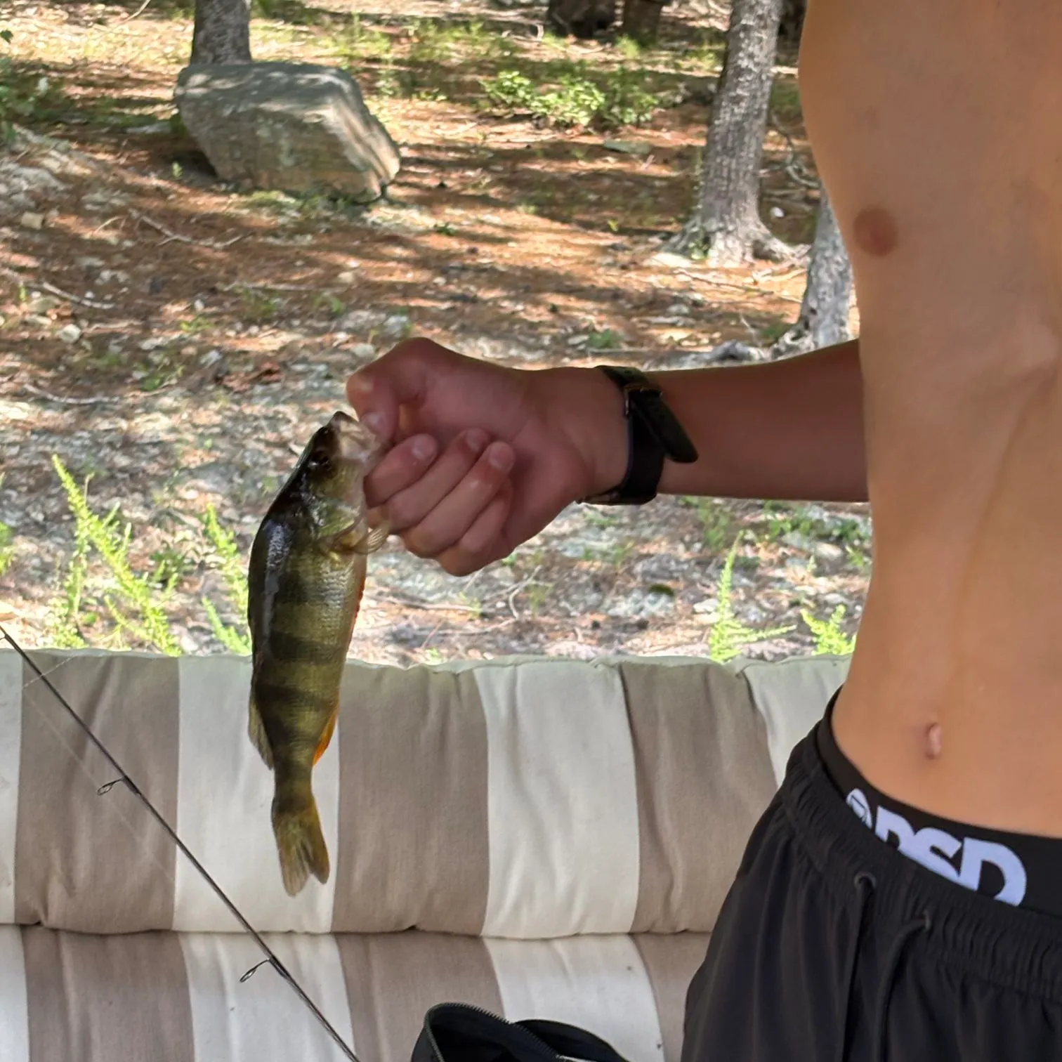 Yellow perch caught on Fishbrain