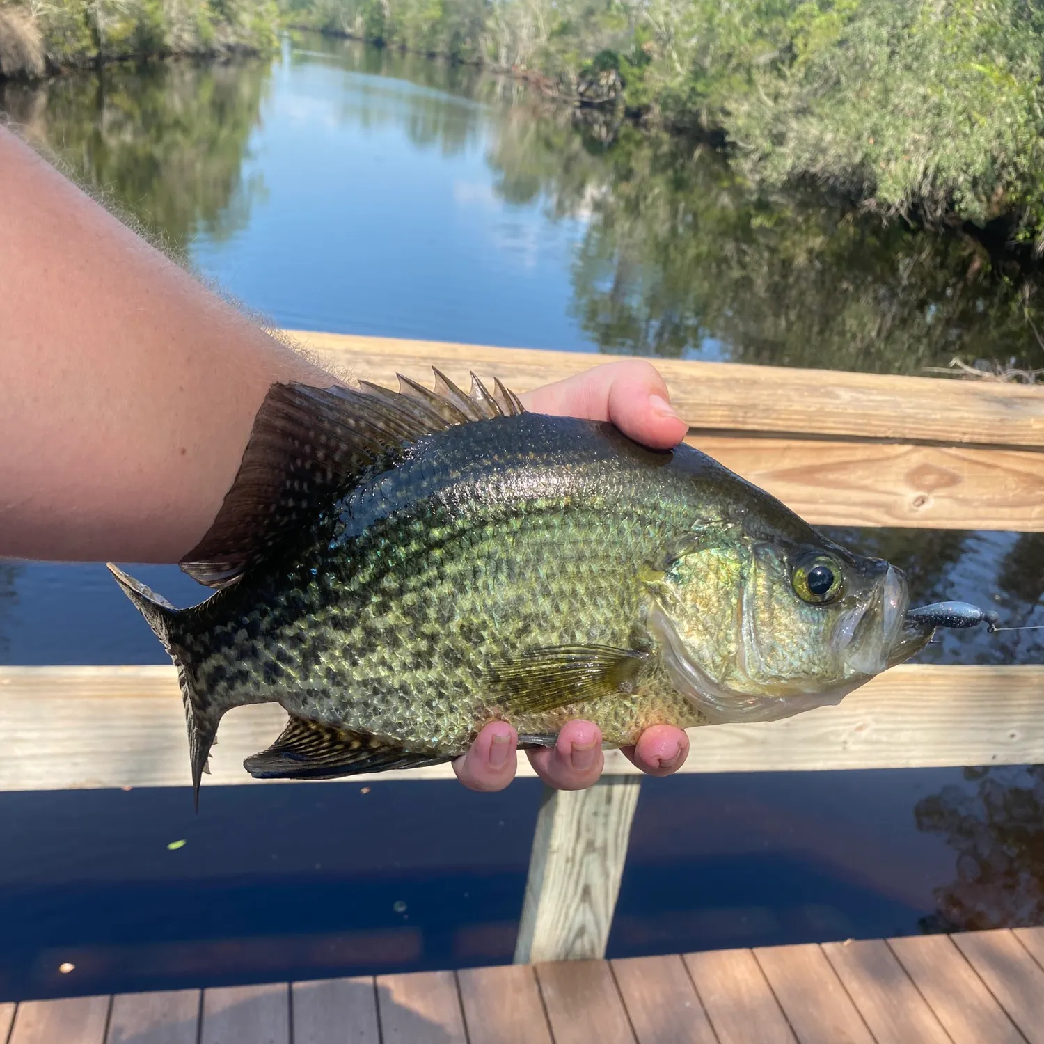 Black crappie caught on Fishbrain