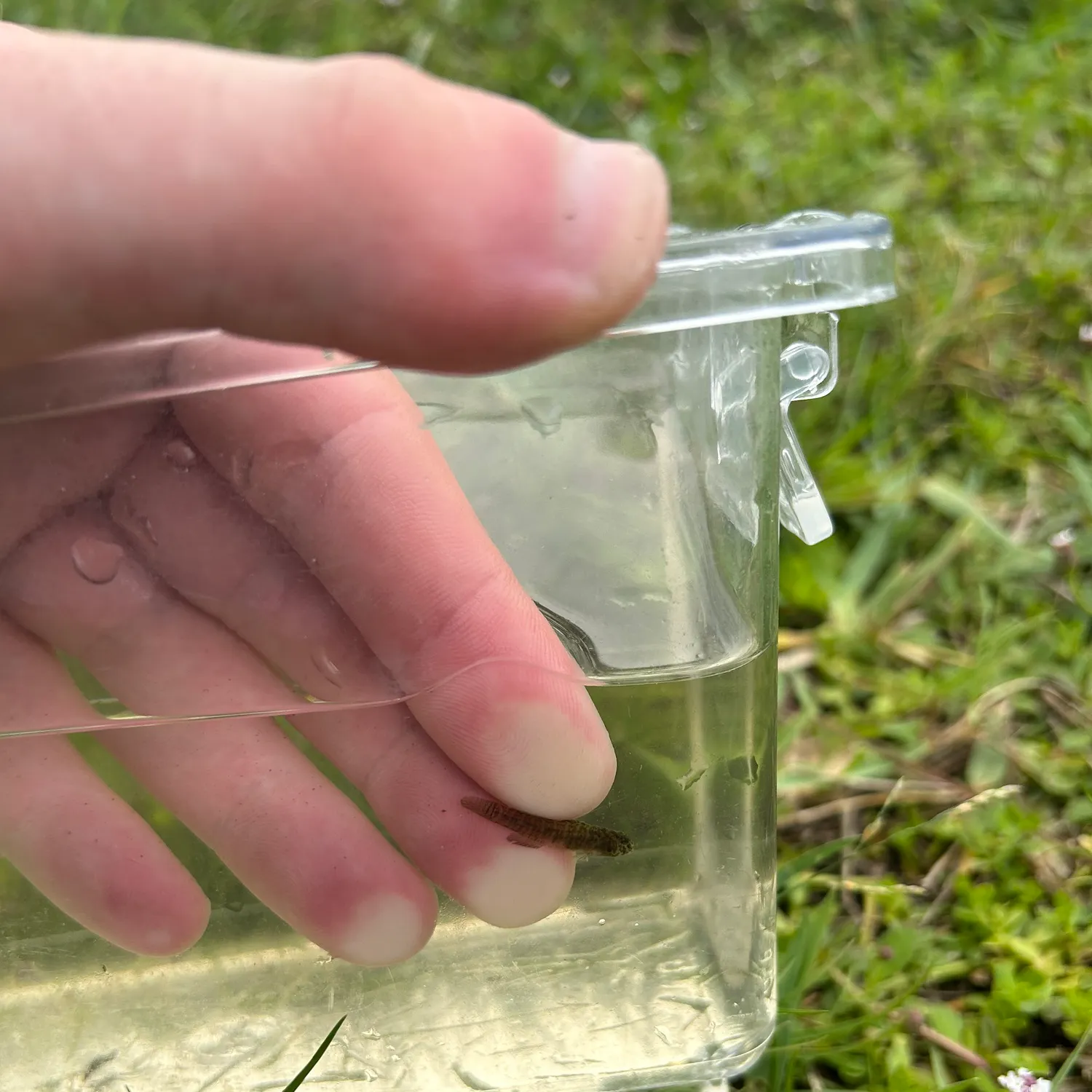 The most recent Naked goby catches on Fishbrain